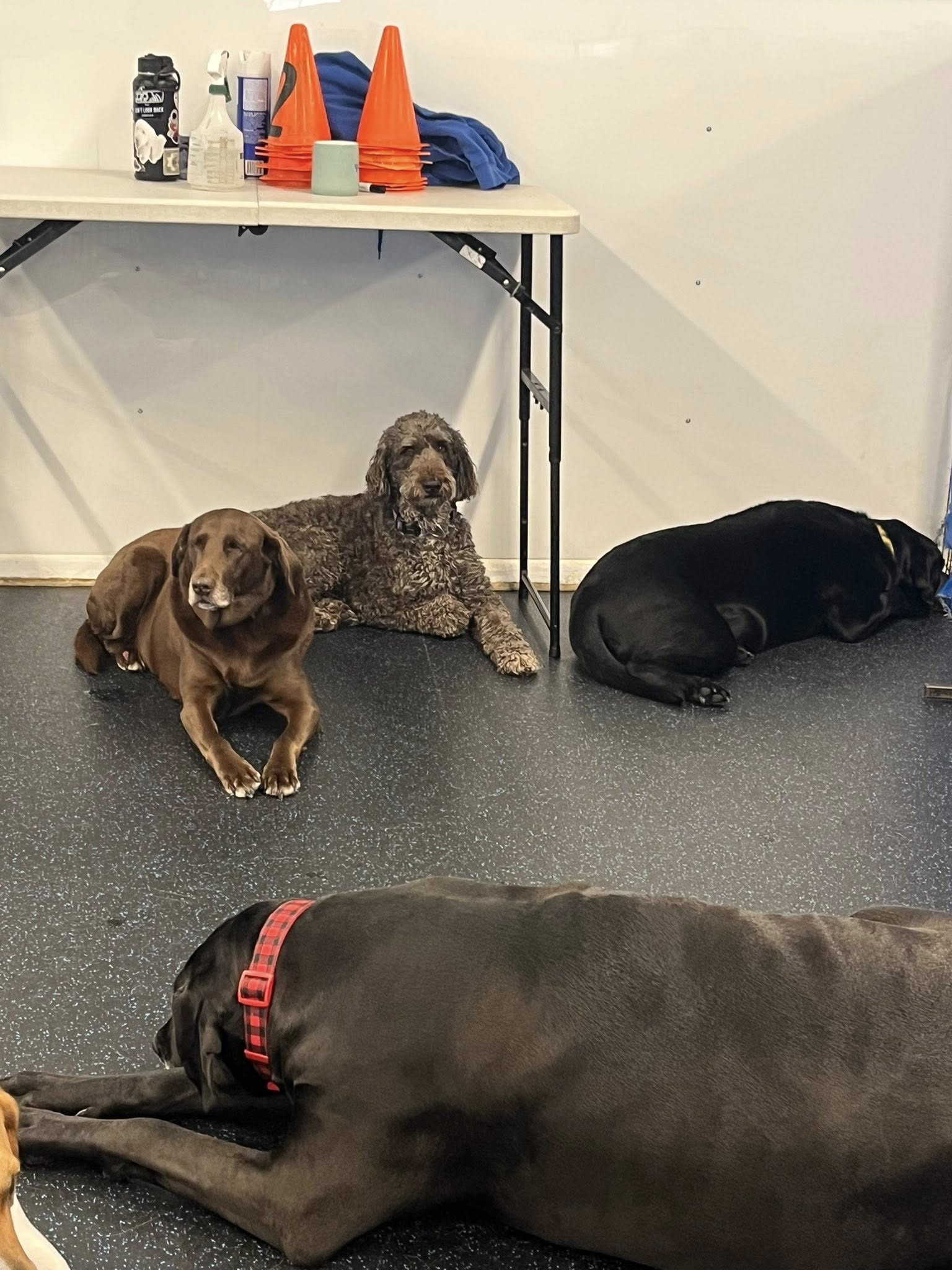 Stay N Play Canine Centre Limited Truro