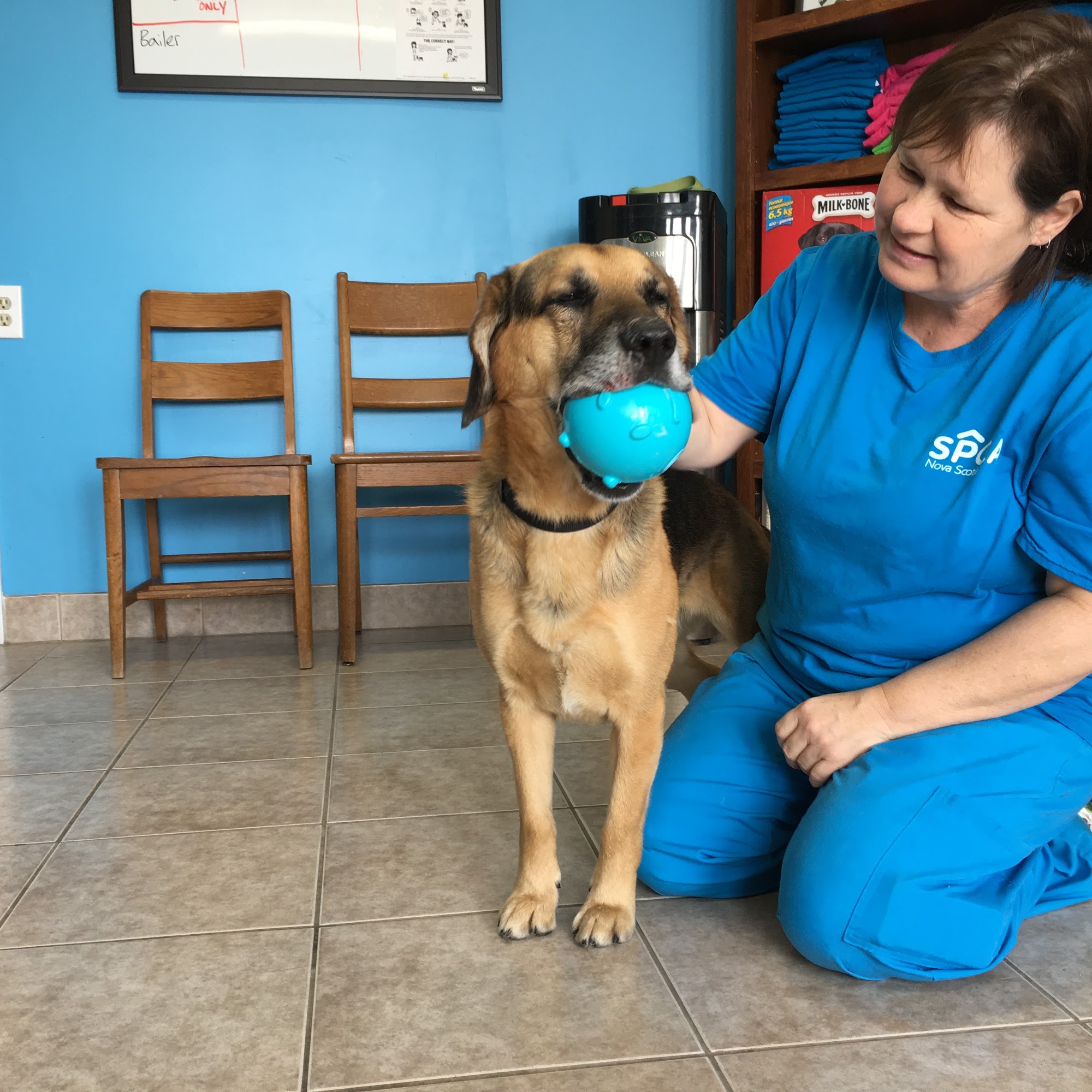 Colchester SPCA Truro