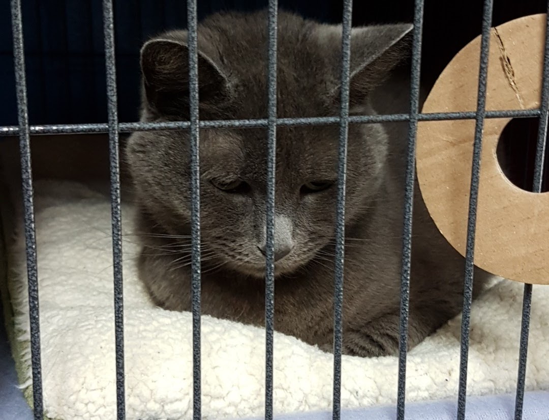 Yarmouth SPCA Yarmouth