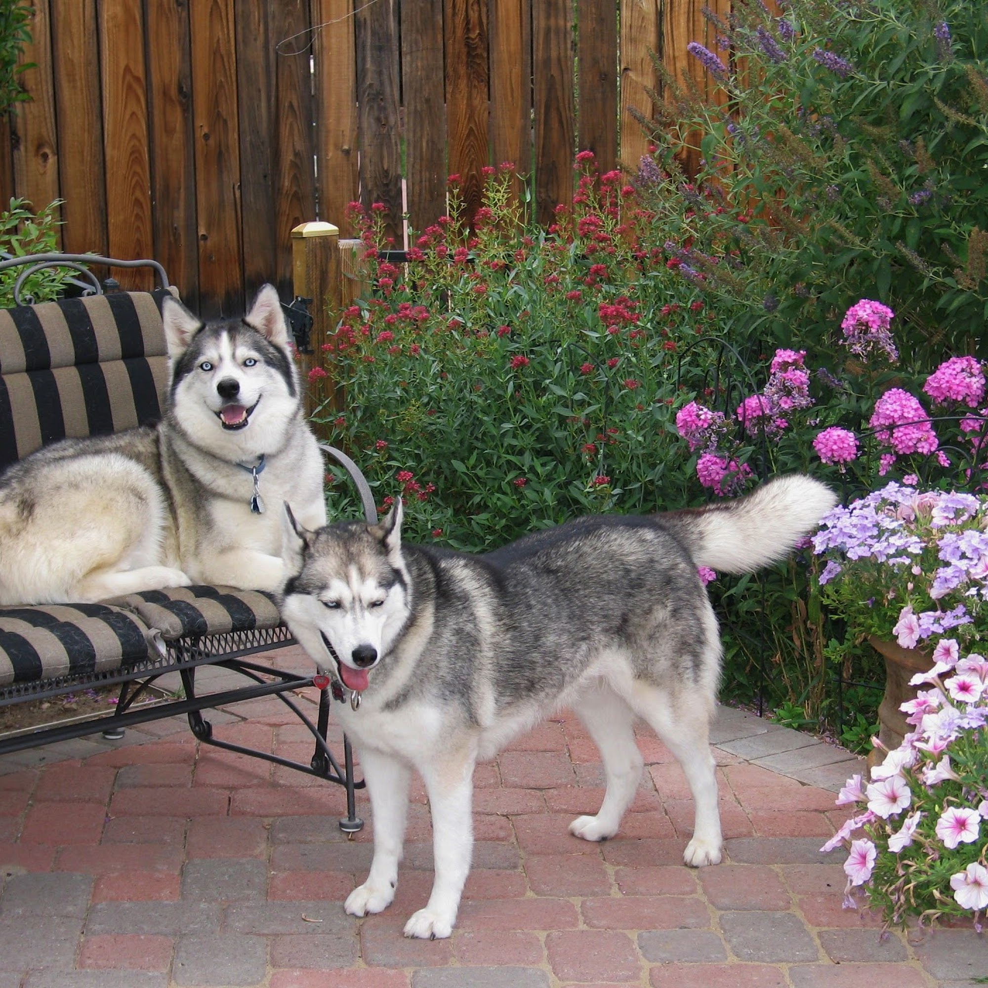 Sierra Veterinary Hospital Carson City