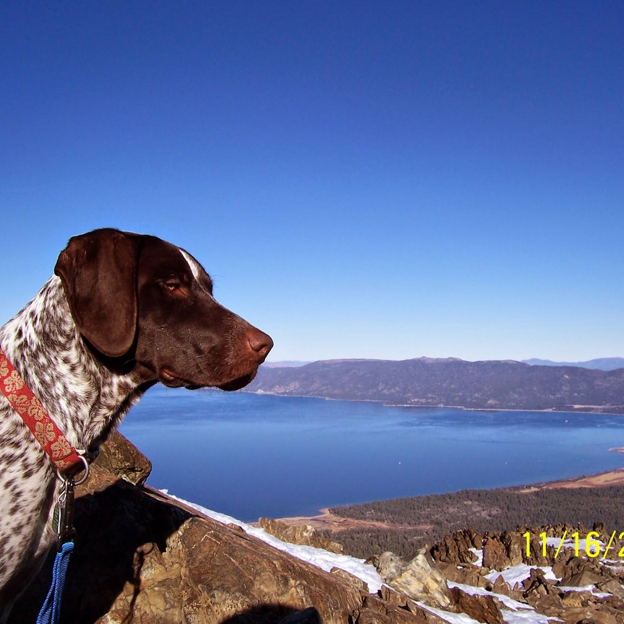 Timberline Animal Hospital Carson City