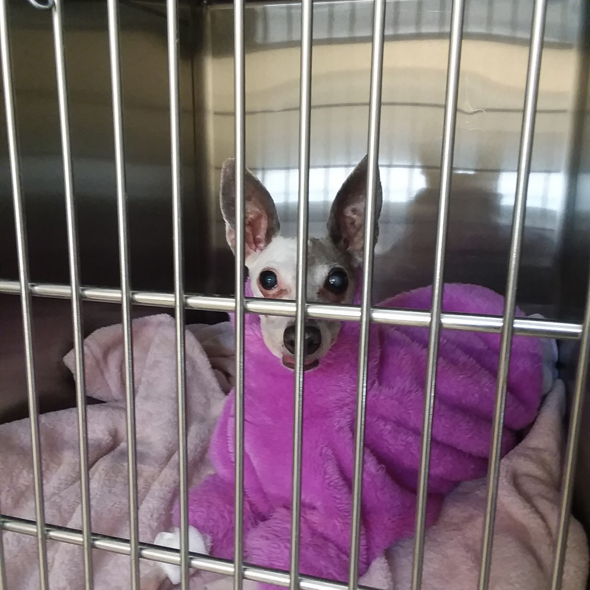 Carson Tahoe Veterinary Hospital Carson City