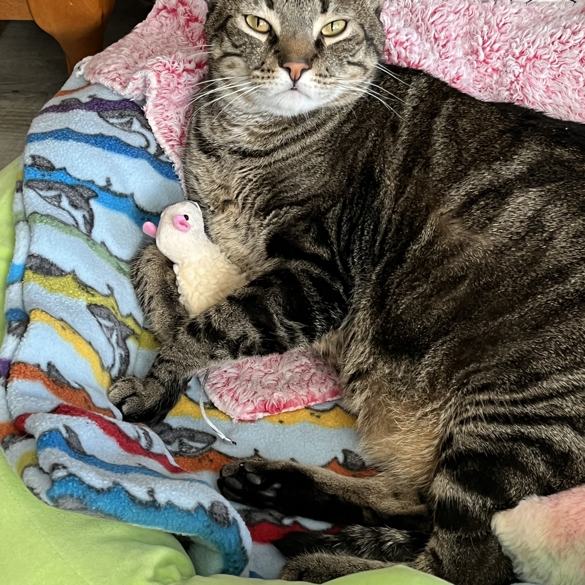 Sierra Veterinary Hospital: Rinehimer Hope DVM Carson City