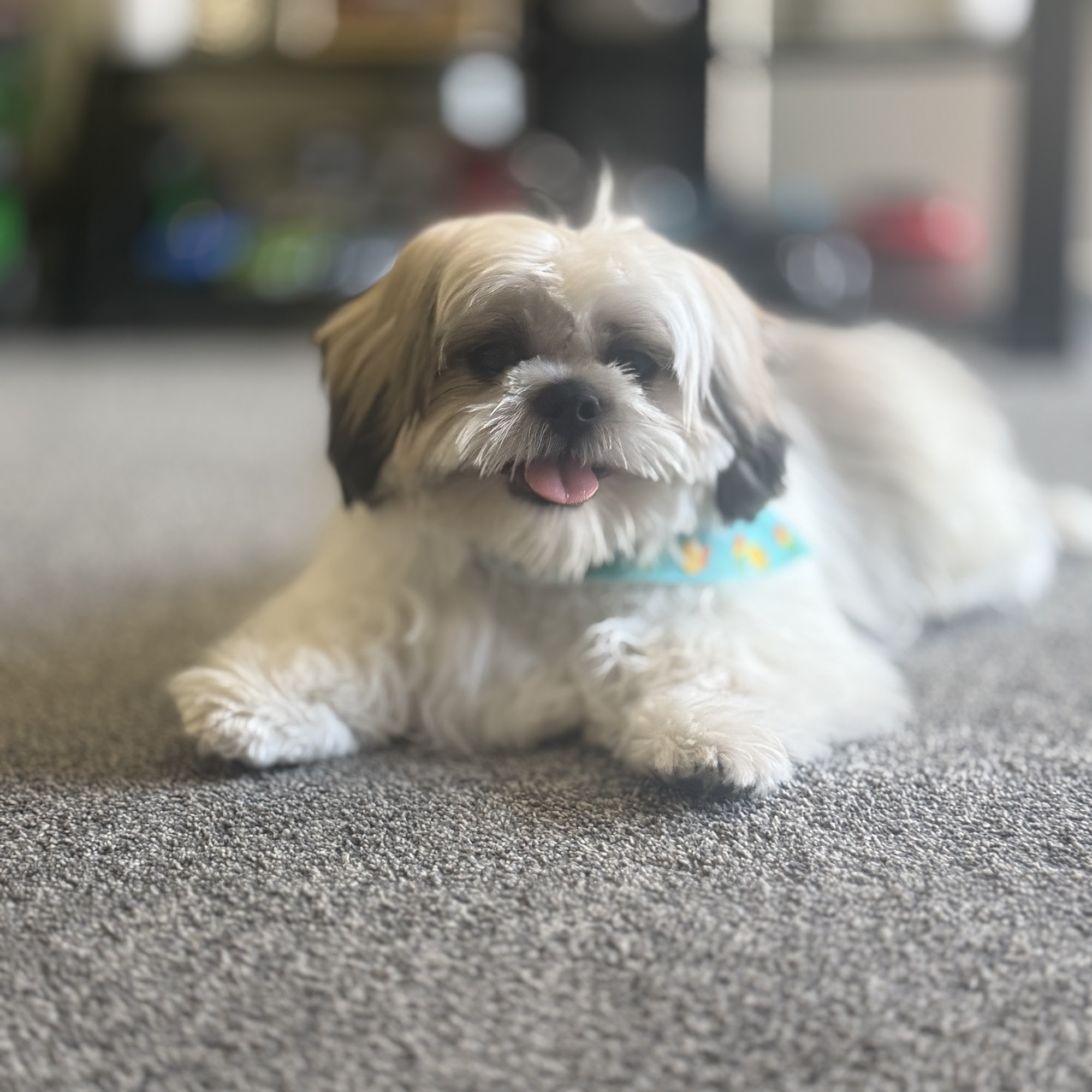 Dirty Dog Dog Grooming Carson City