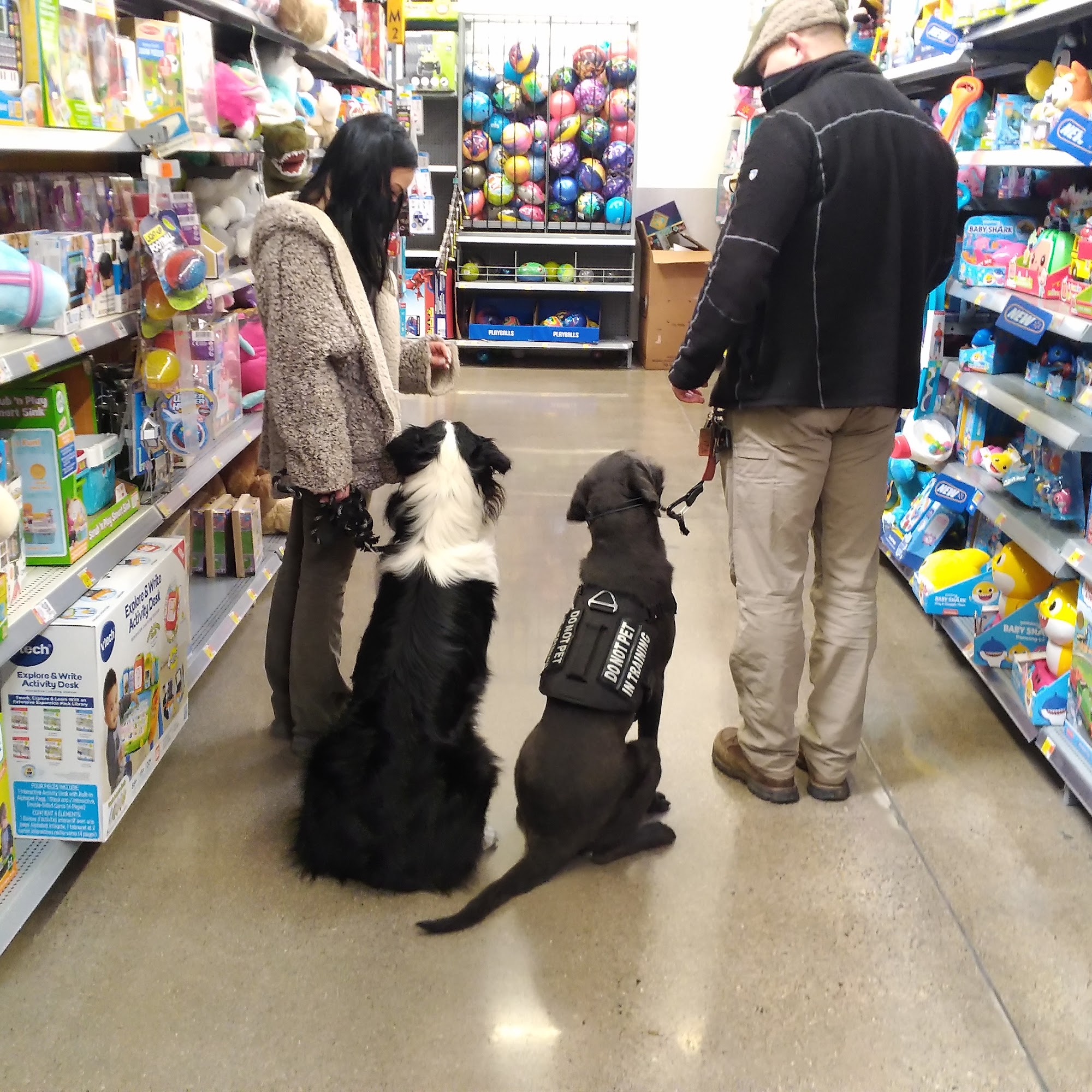 Custom K-9 Service Dogs LLC Carson City