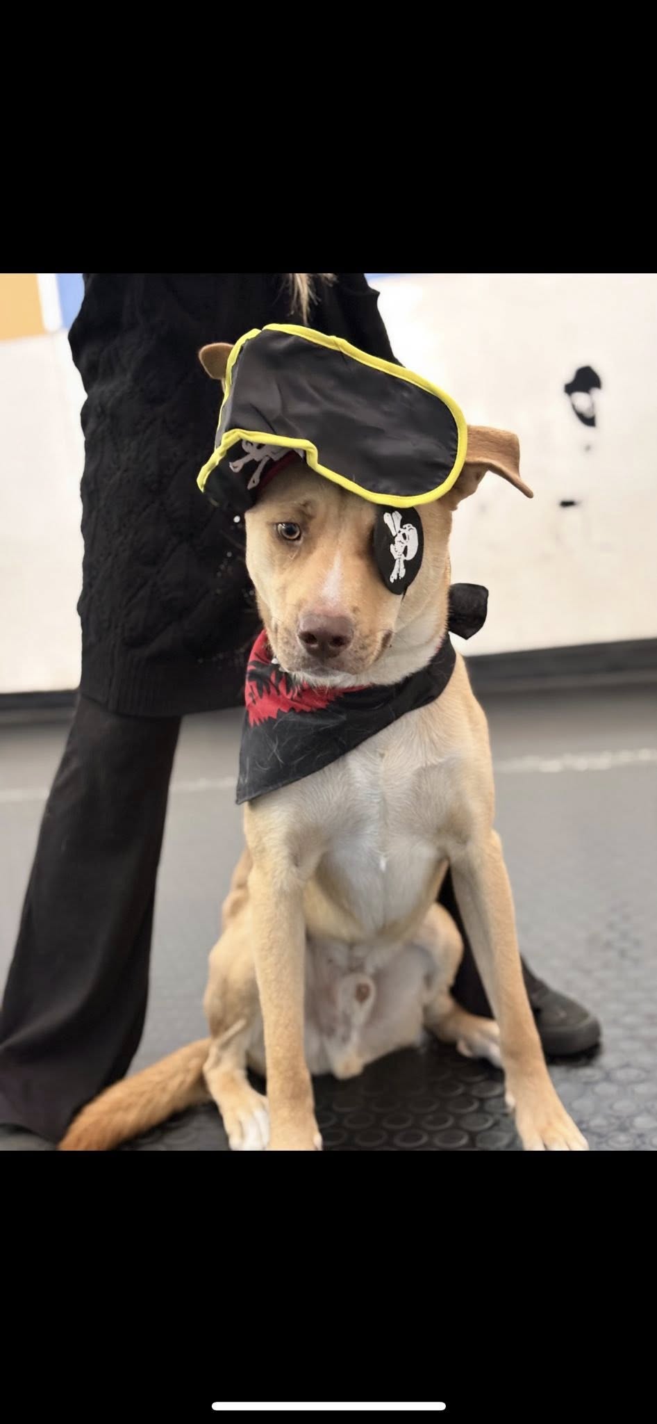 BooBoo's Buddies, LLC Carson City