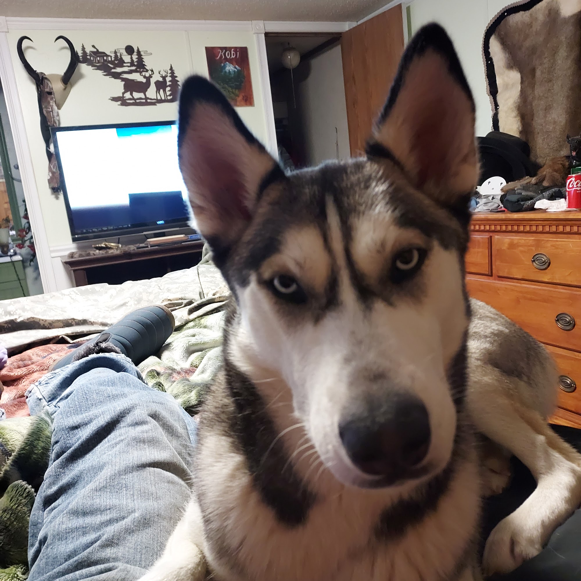 Tanabo Veterinary Clinic Elko