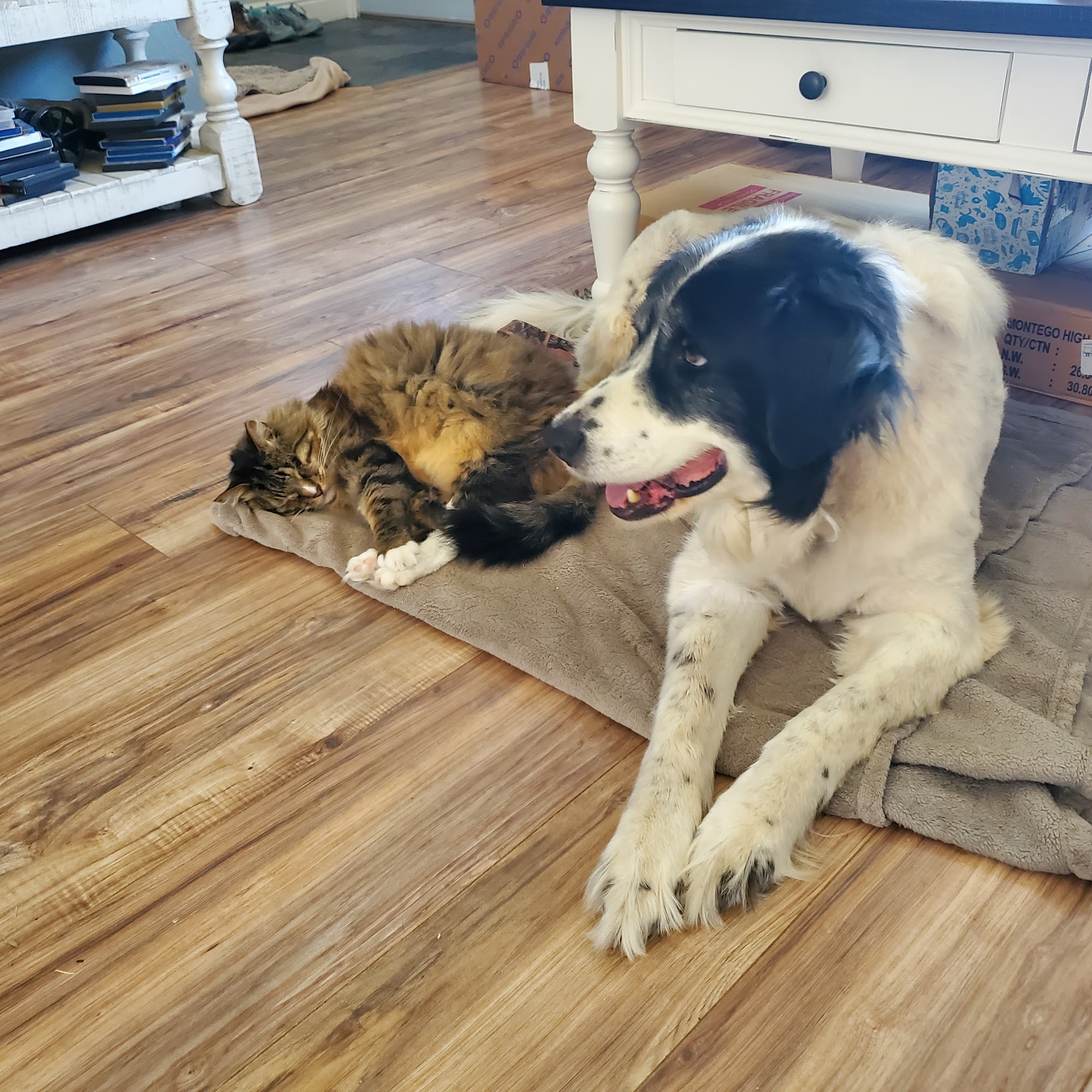 Elko Veterinary Clinic Elko