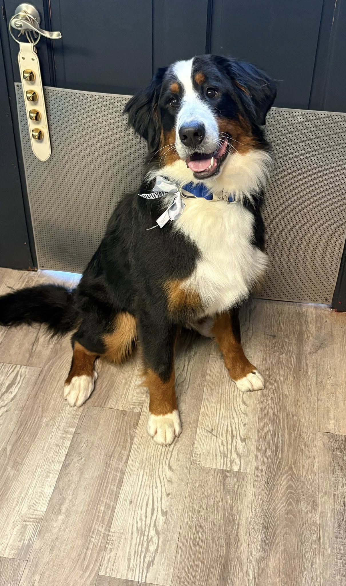 Critter Cuts Pet Grooming The Care Your Pet Deserves Elko