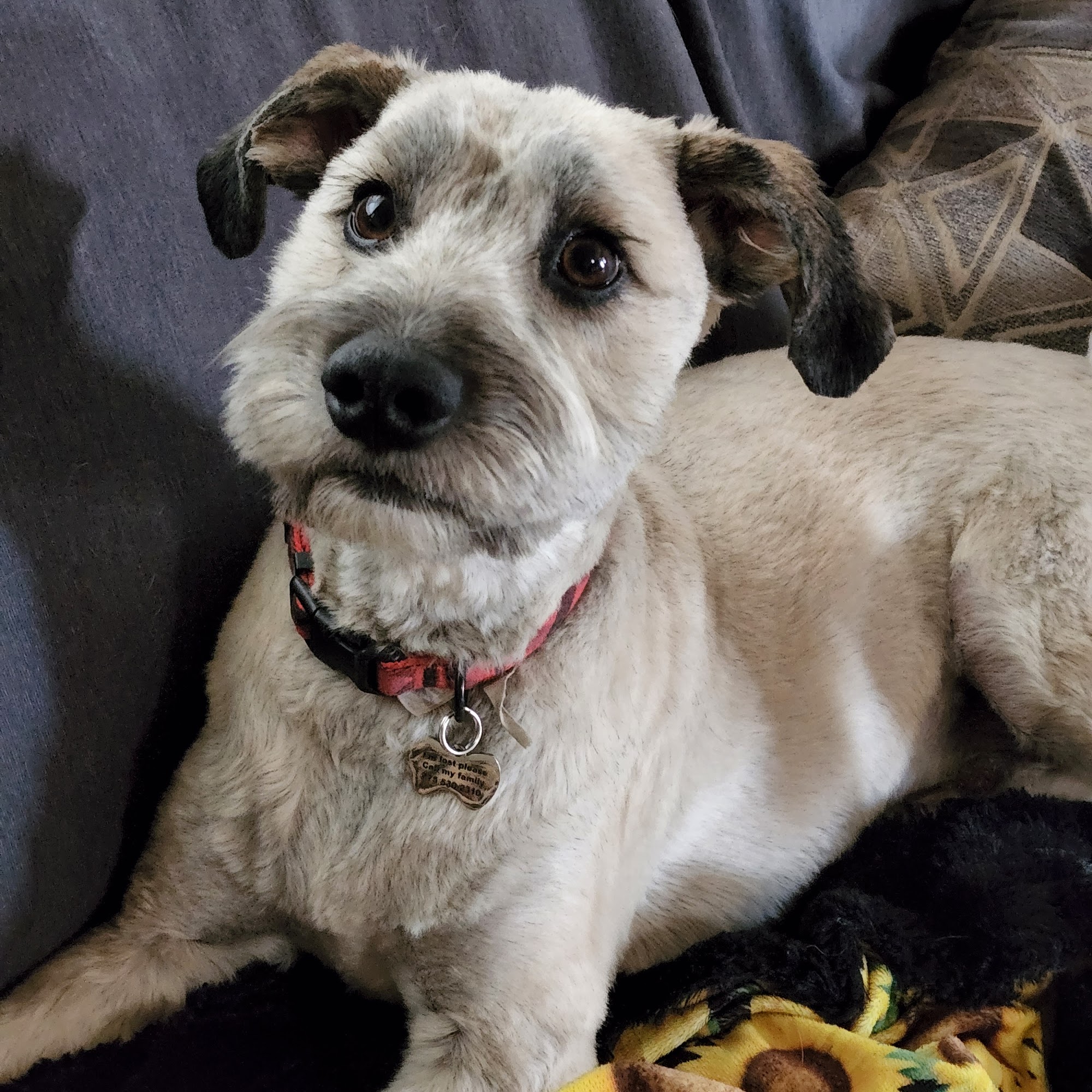 Shaggy Dog Pet Groomer Elko