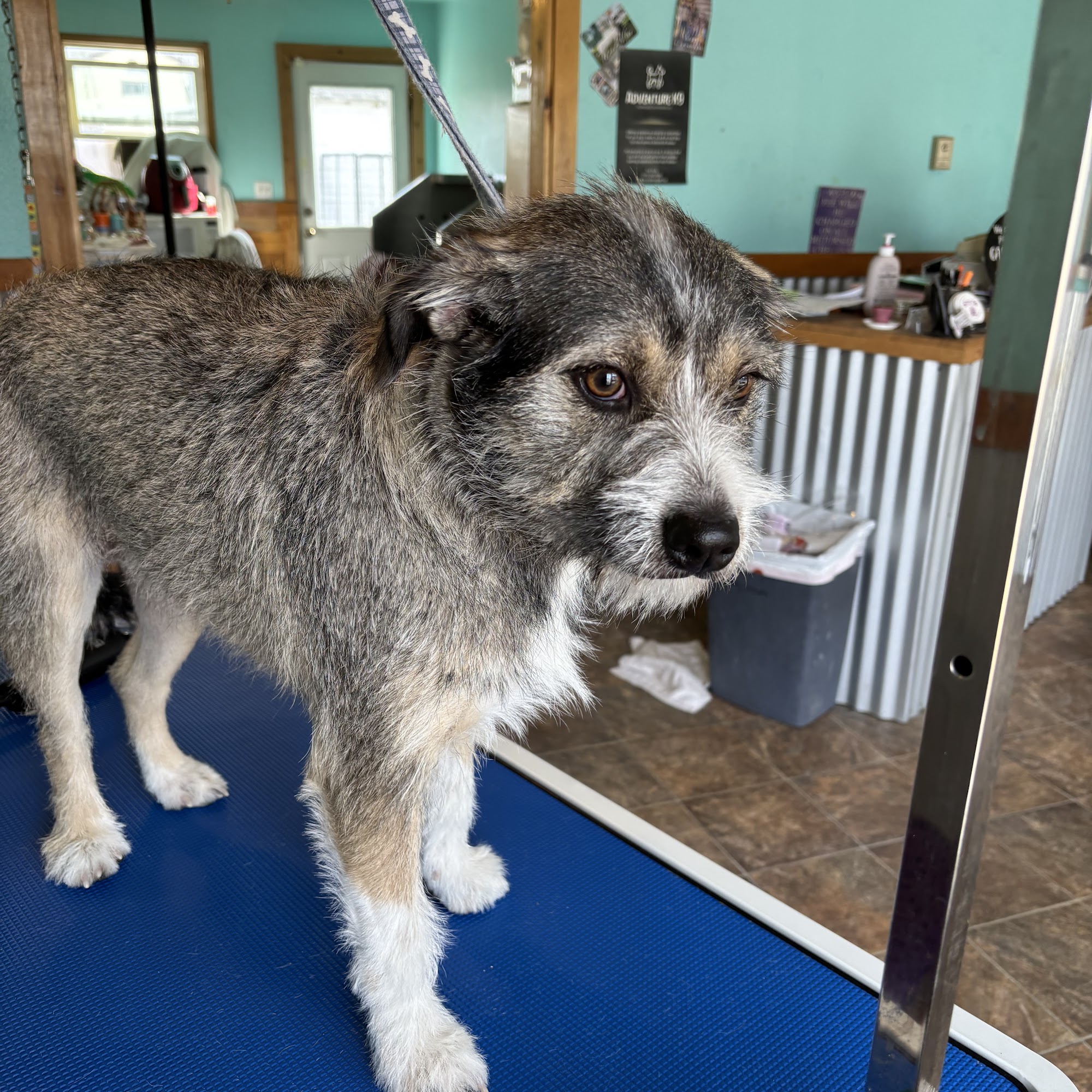 Wild West Grooming 822 E Aultman St, Ely Nevada 89301