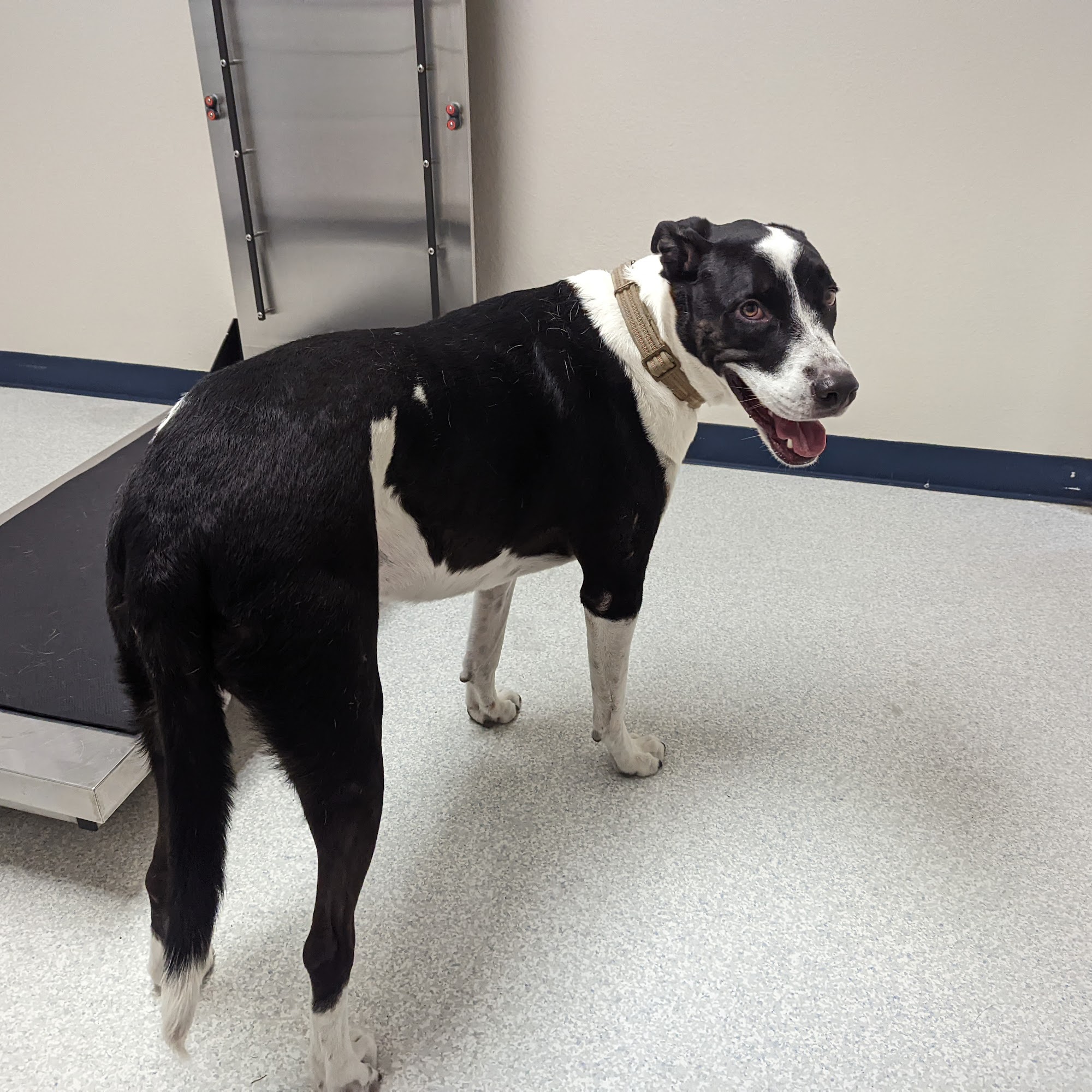 Fallon Veterinary Clinic Fallon