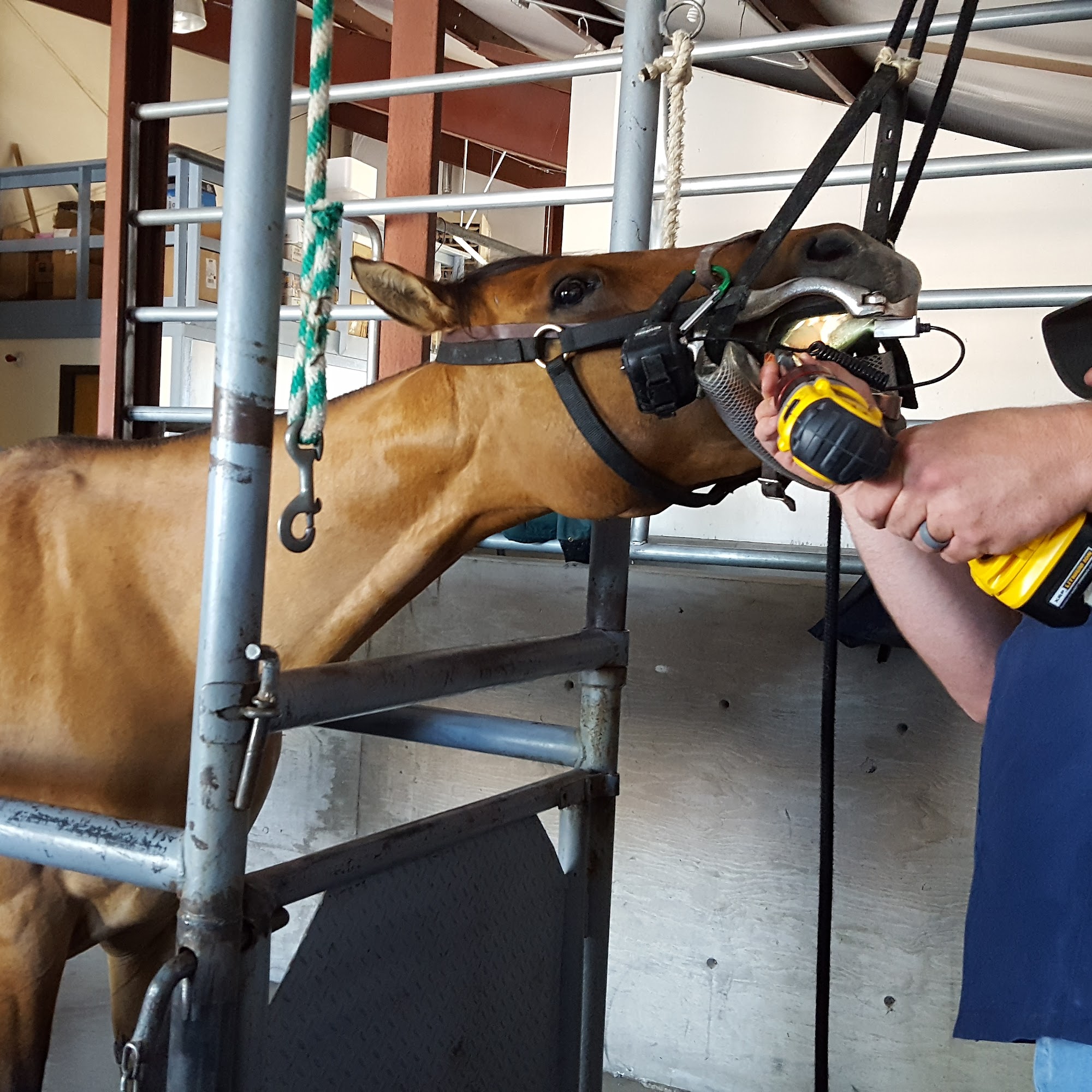 Lahontan Valley Vet Clinic Inc Fallon