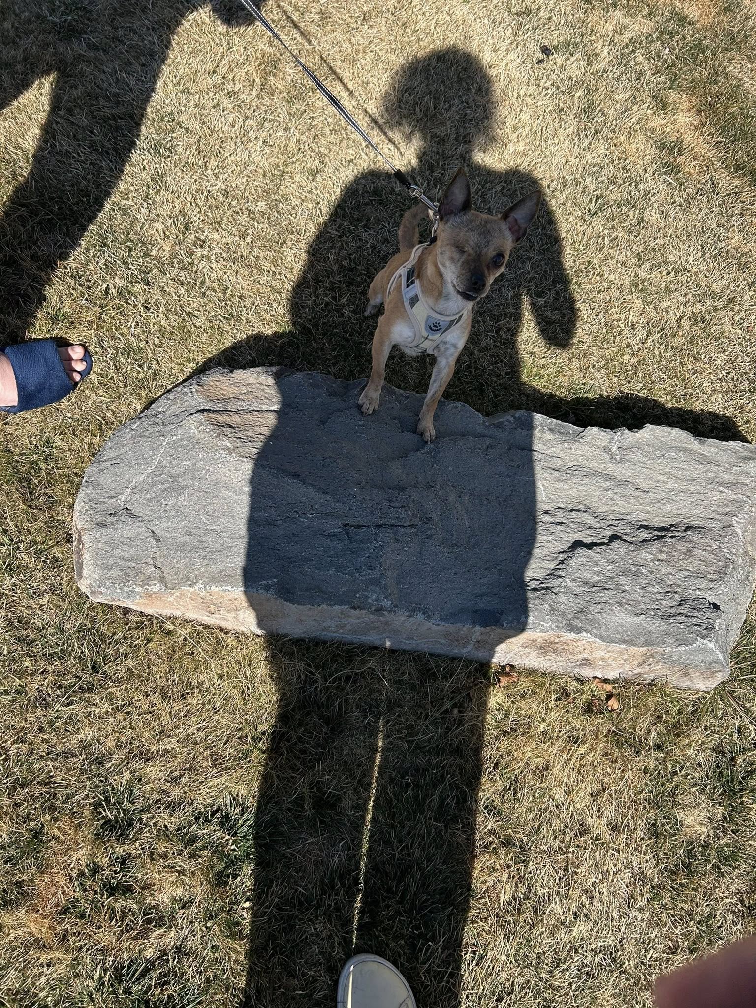 All 4 Paws Grooming Fernley Nv 89408 Fernley