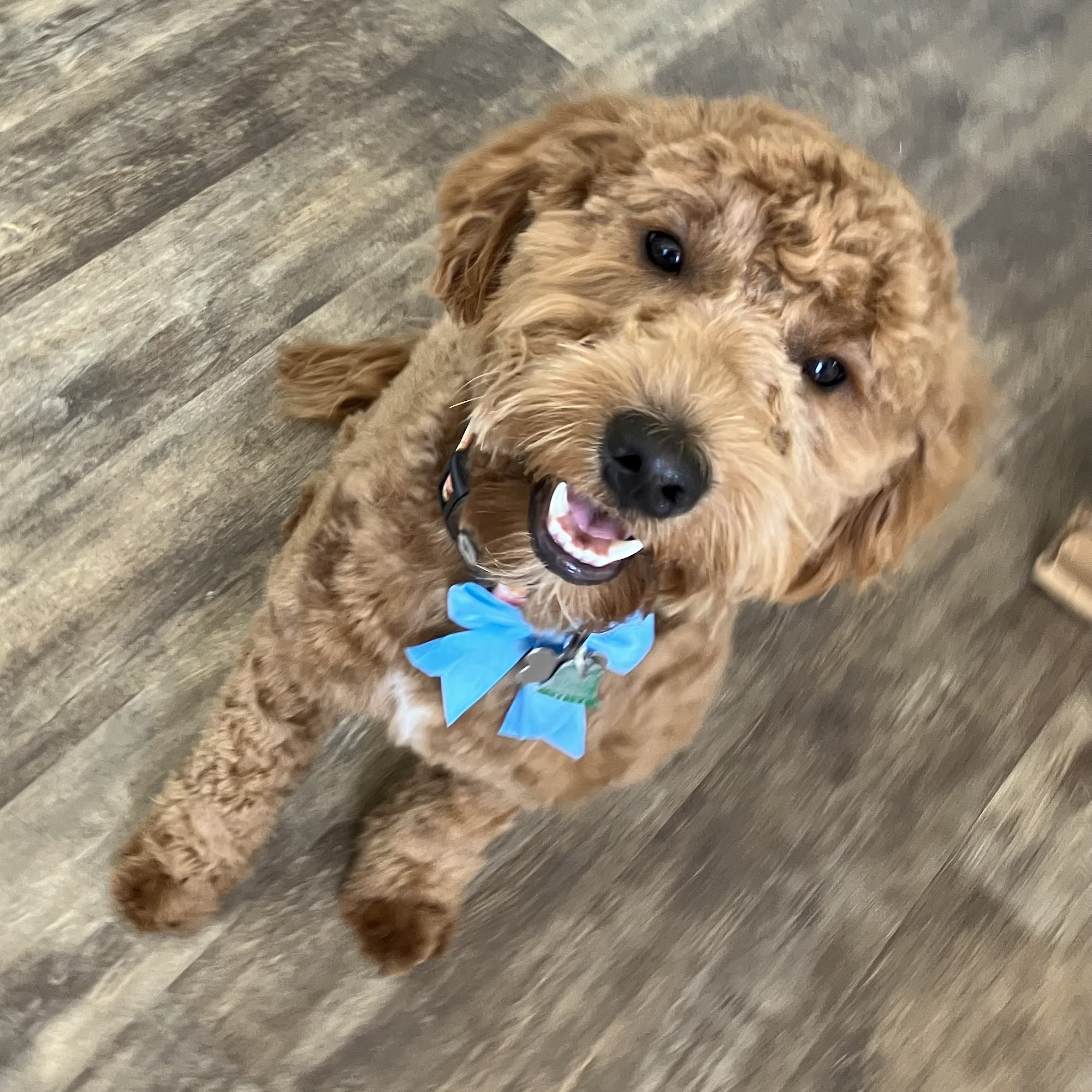 All 4 Paws Grooming Fernley Nv 89408 Fernley