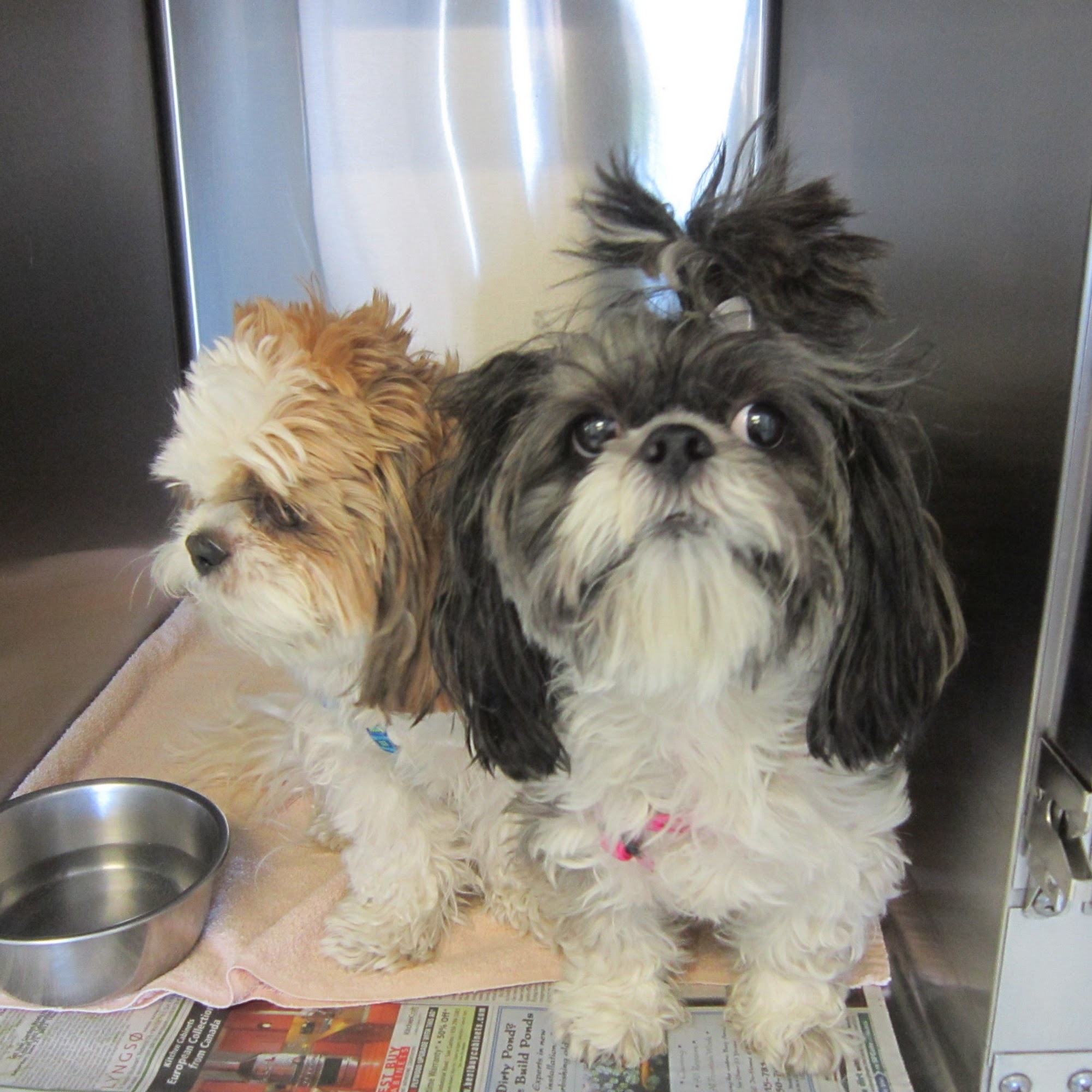 Animal Medical Services Gardnerville