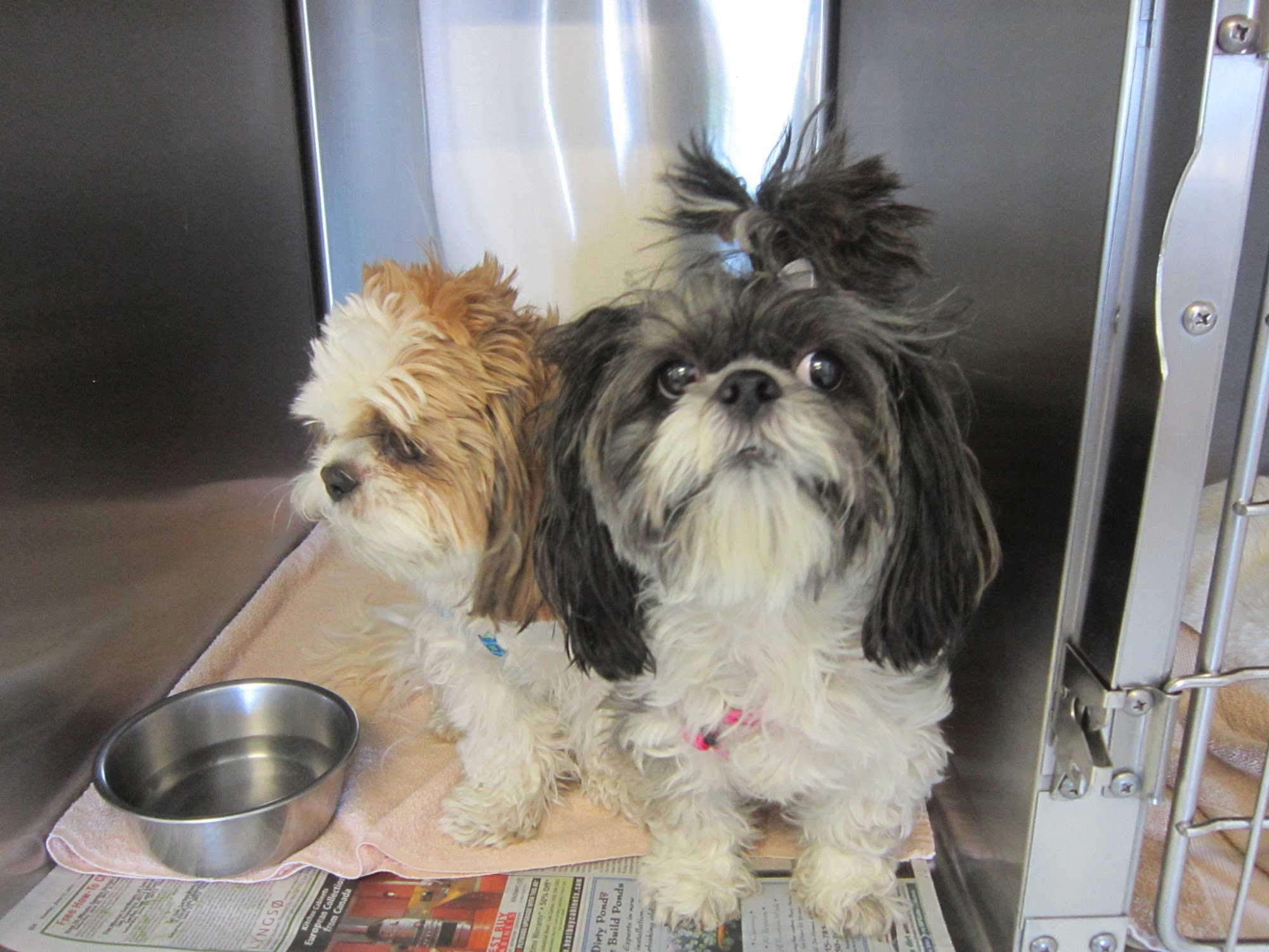 Animal Medical Services Gardnerville