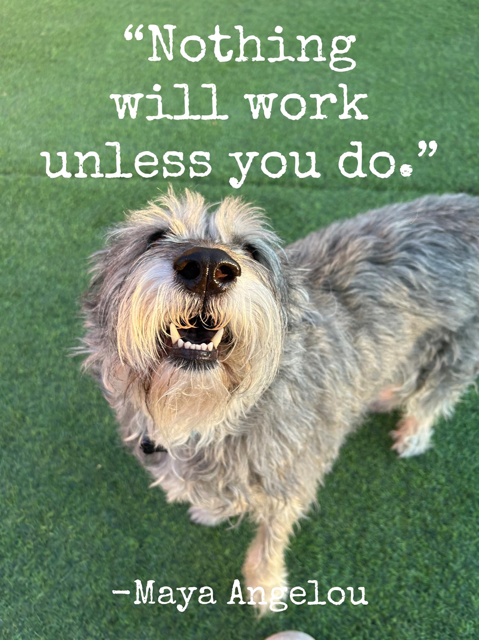 Howliday Inn Pet Resort Gardnerville