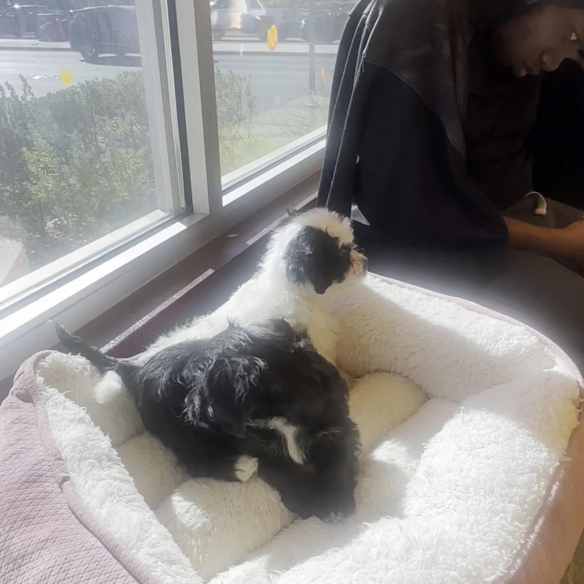 Green Valley Animal Hospital Henderson