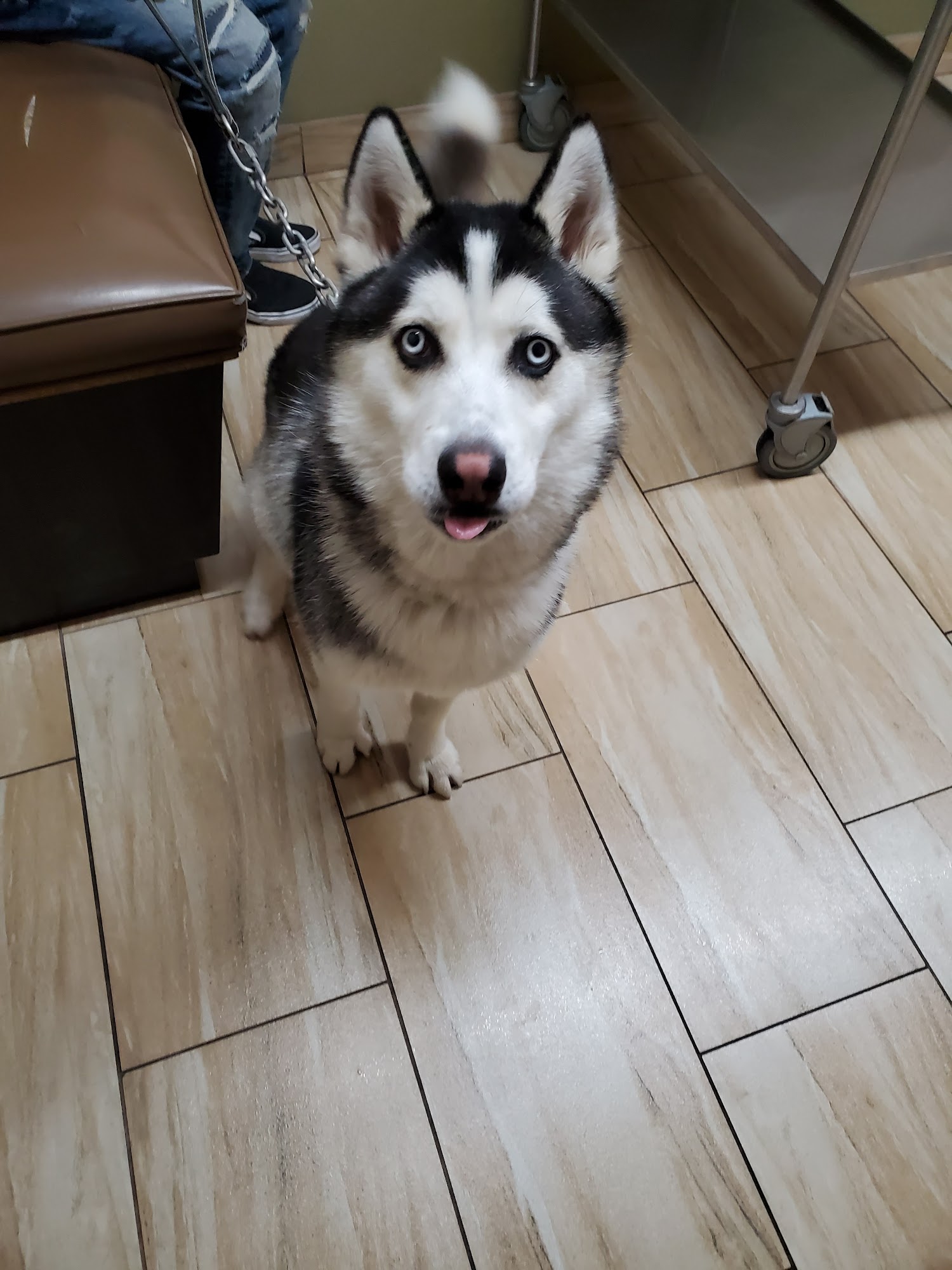 Green Valley Animal Hospital Henderson