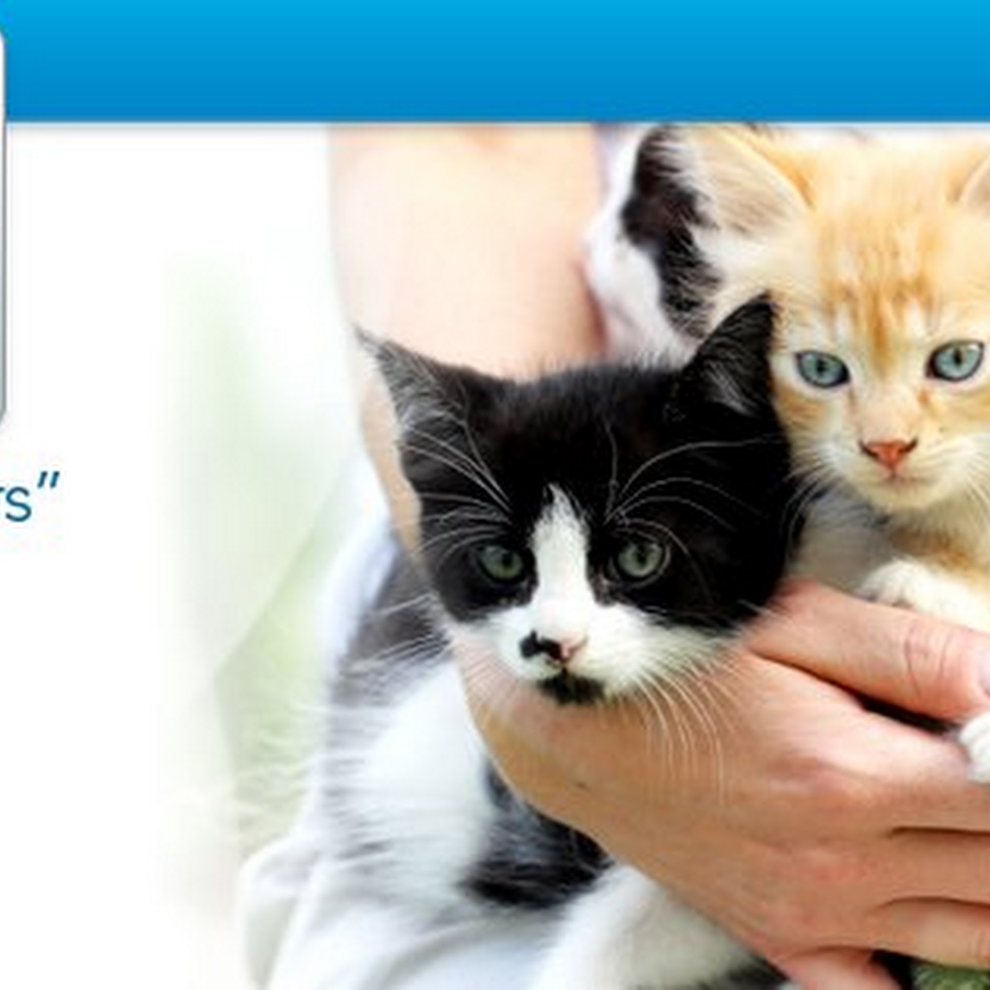 A Cat Hospital Henderson