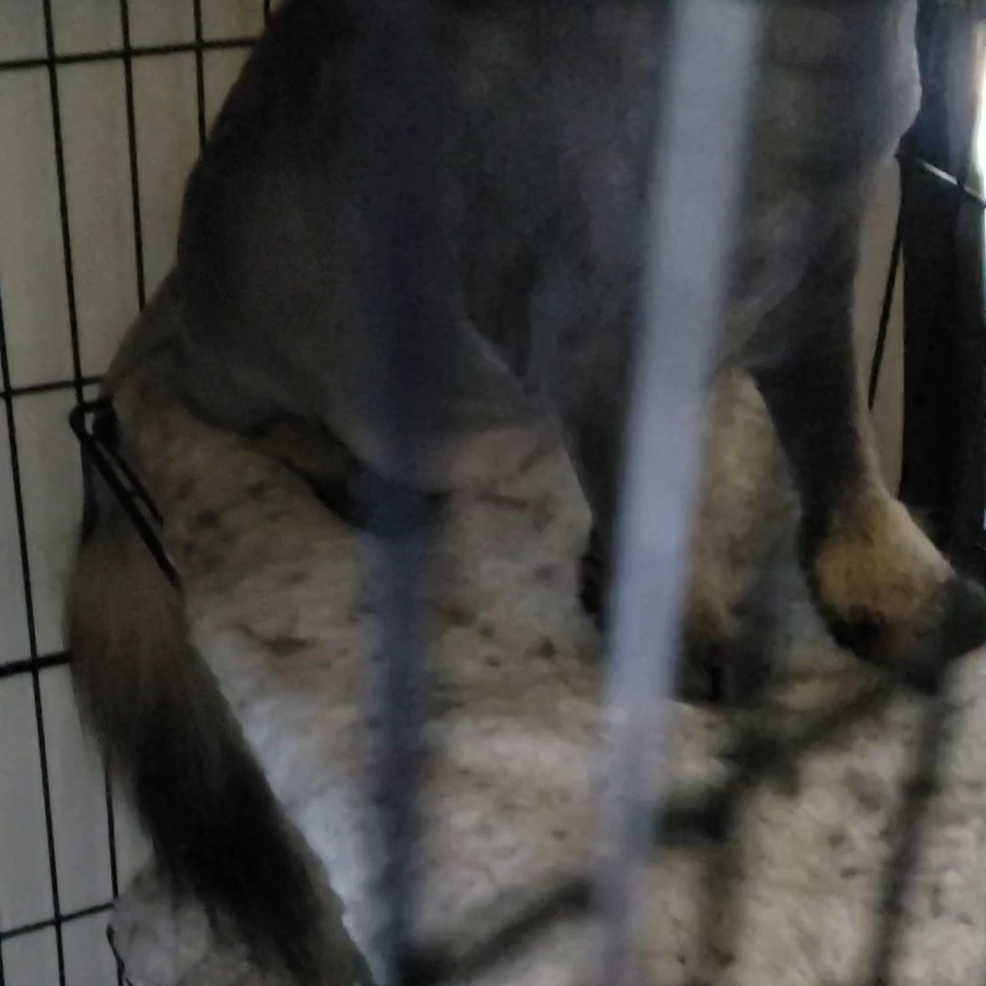 Legacy Animal Hospital Henderson