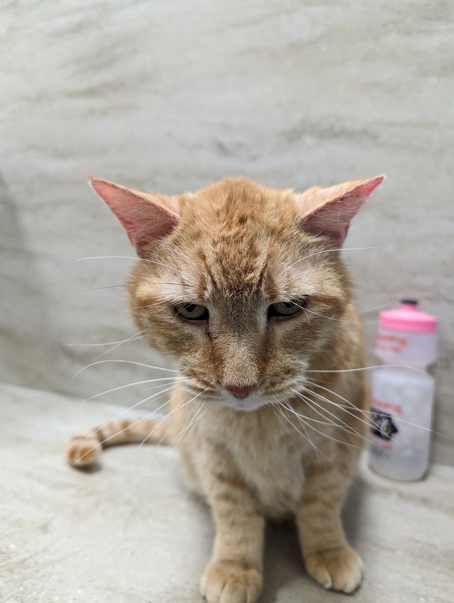 Horizon Ridge Animal Hospital Henderson