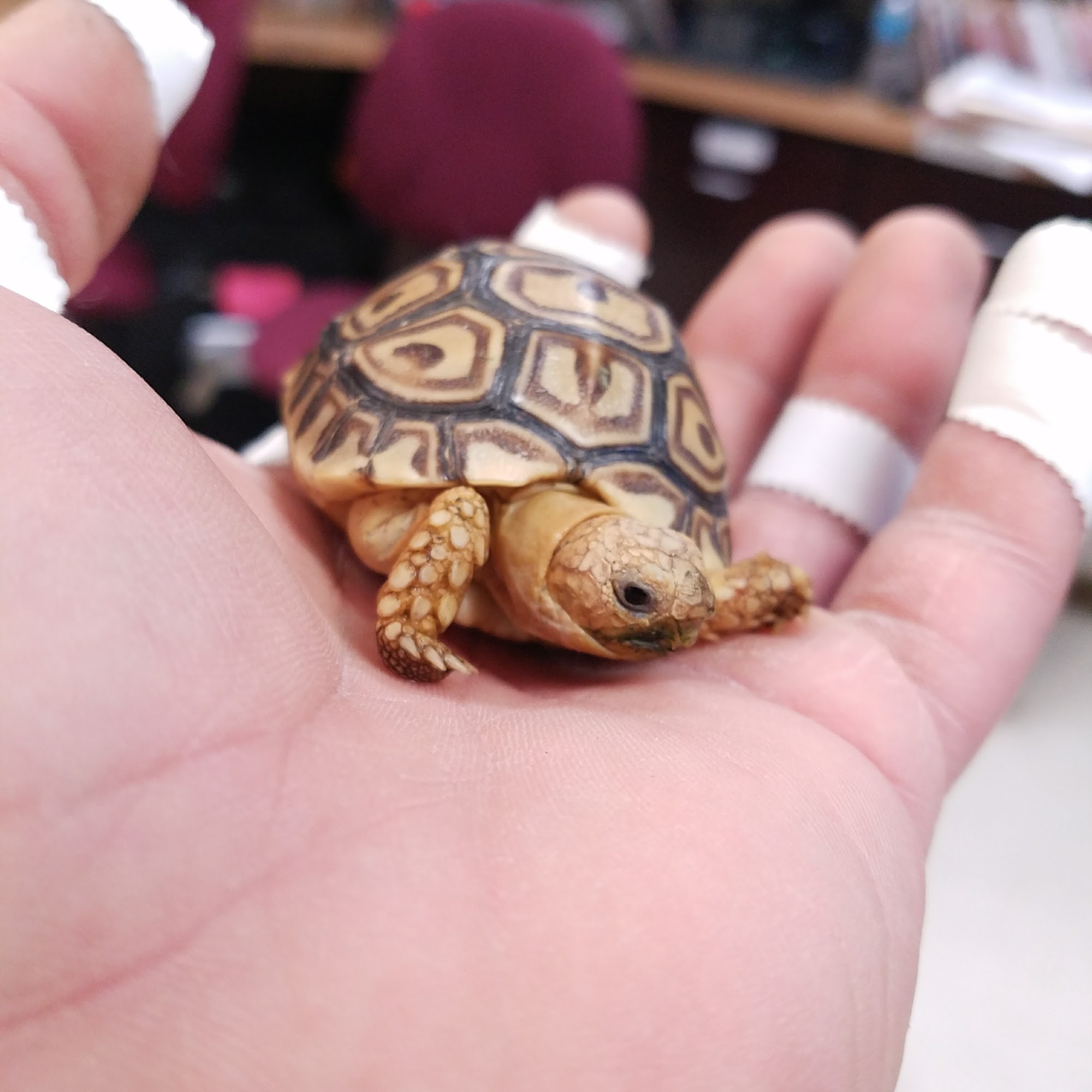 Sunridge Animal Hospital Henderson