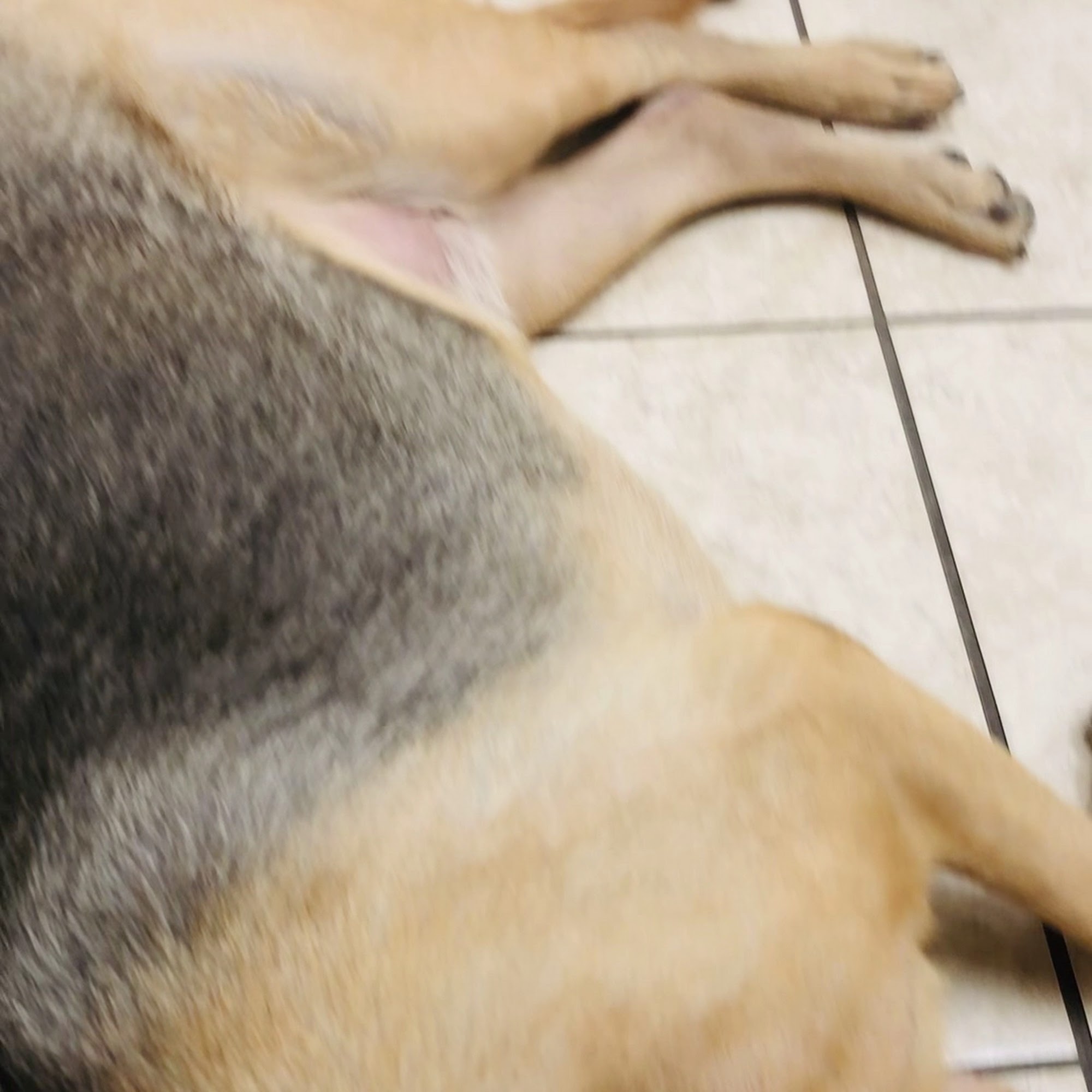 Warm Hearts Pet Hospital Henderson