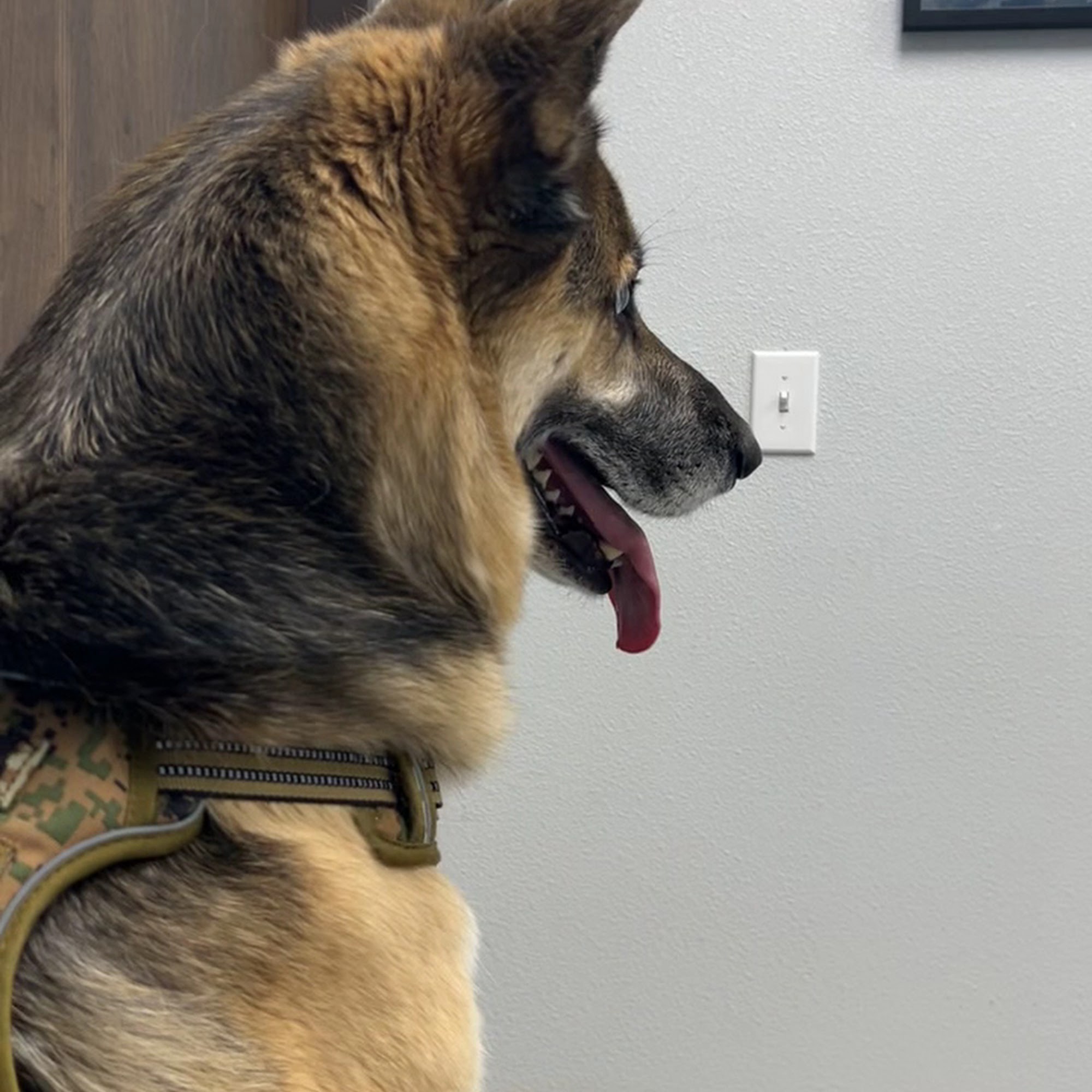 Seven Hills Pet Hospital Henderson