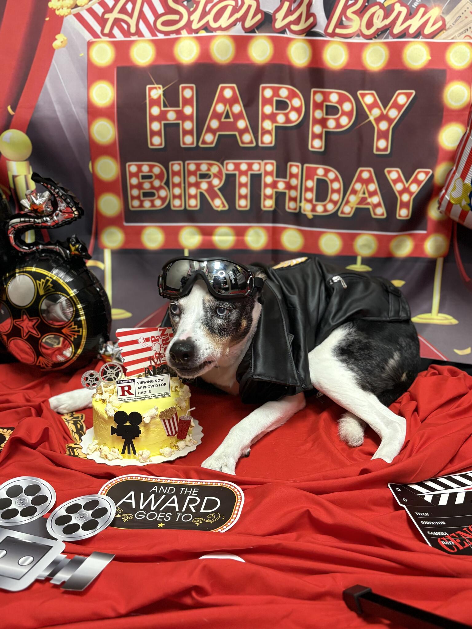 Oasis Animal Hospital Henderson