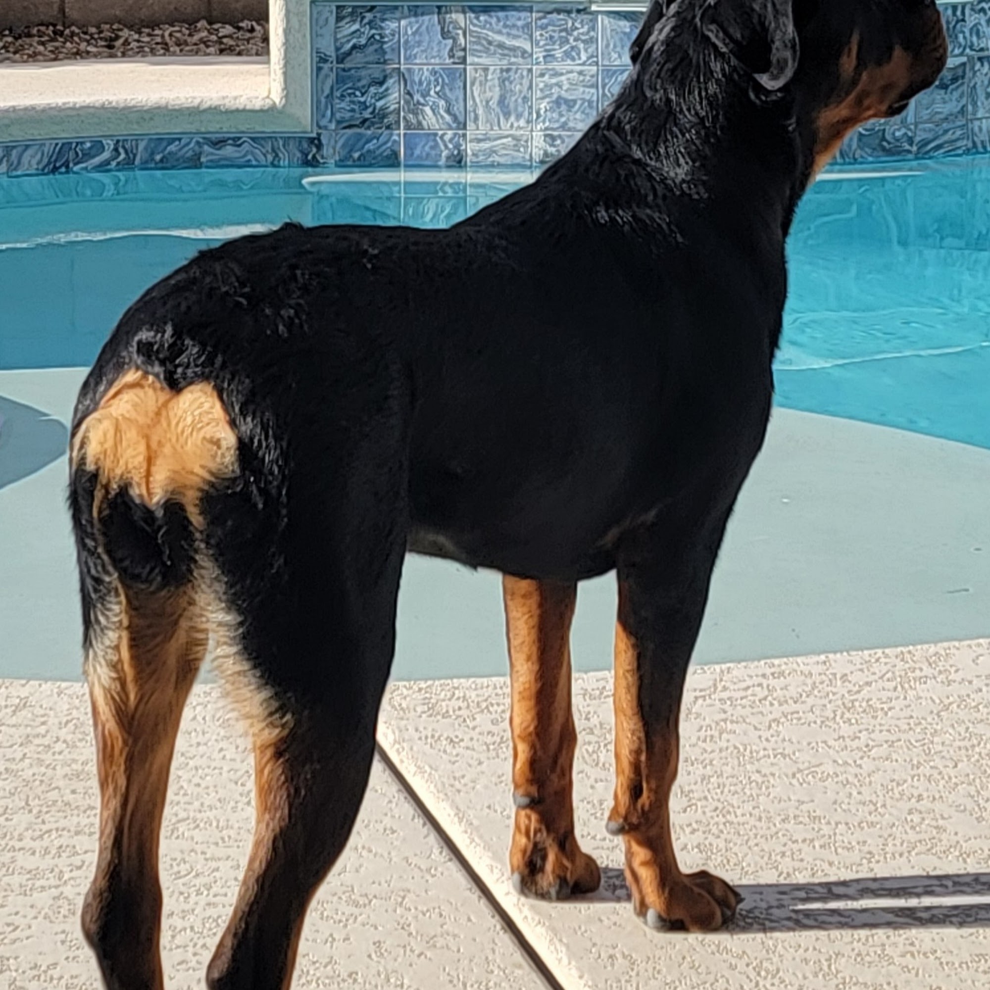 Oasis Animal Hospital Henderson