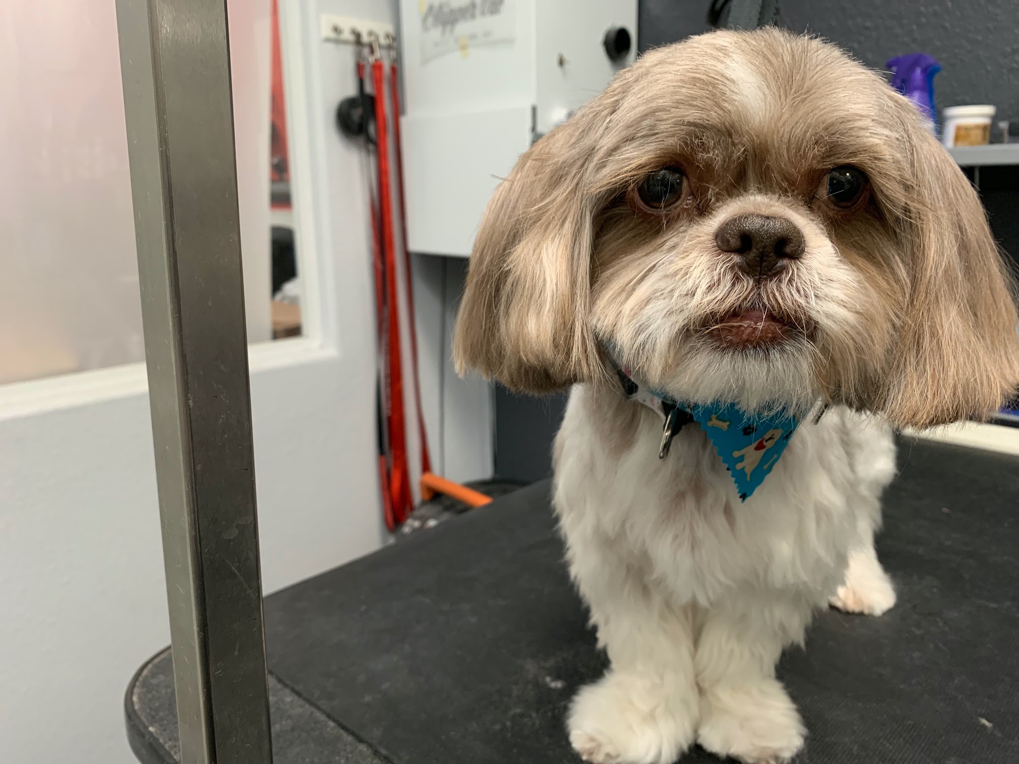 Come & PET It! Henderson