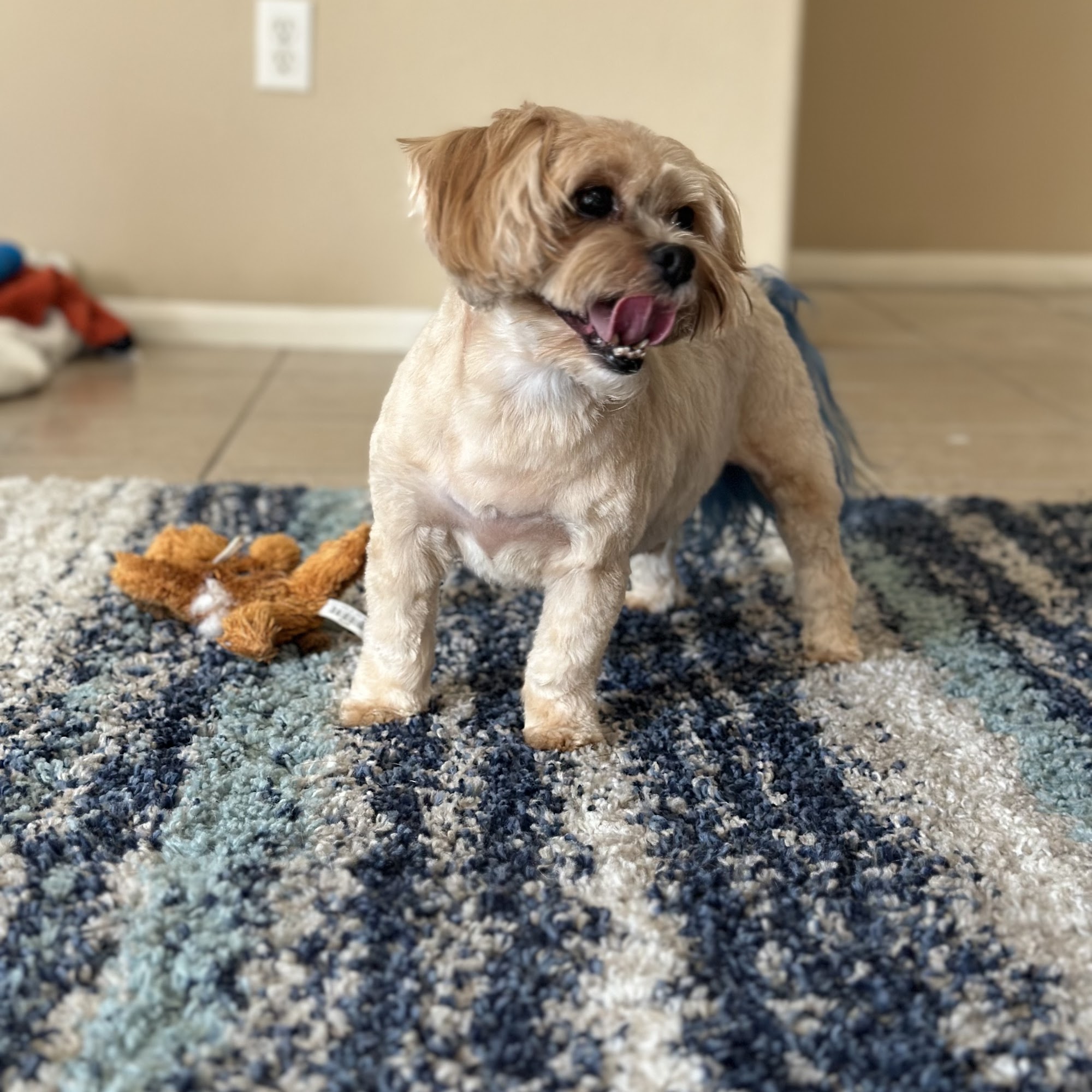 Valerie's Paw Spa Henderson