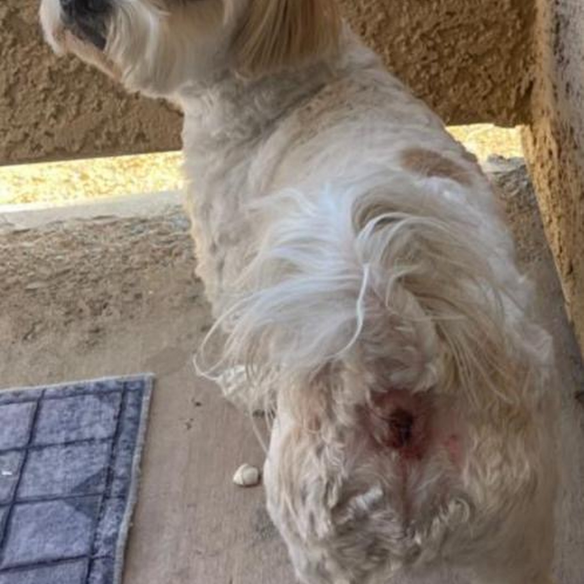 Happy Tails Pet Grooming Henderson