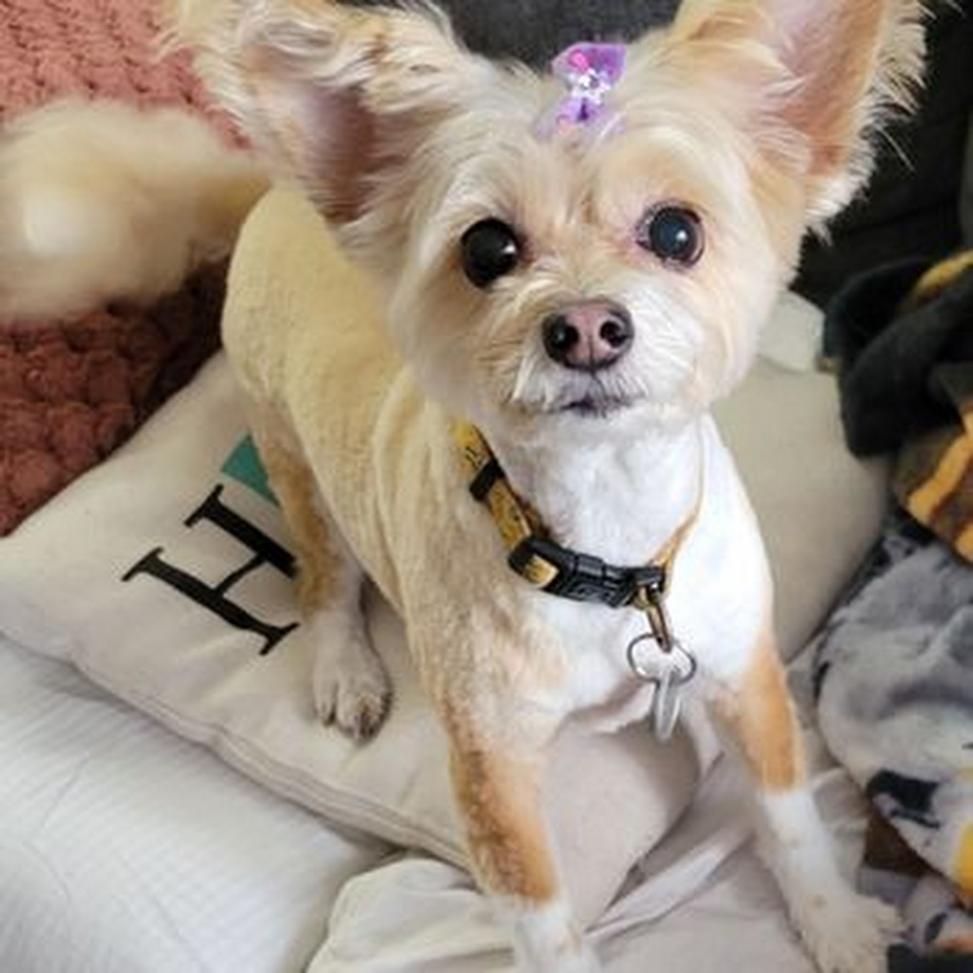 Animal Kingdom Grooming & Daycare - Stephanie Henderson