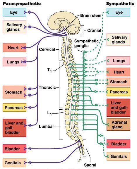 AAA Wuxin Healing Arts