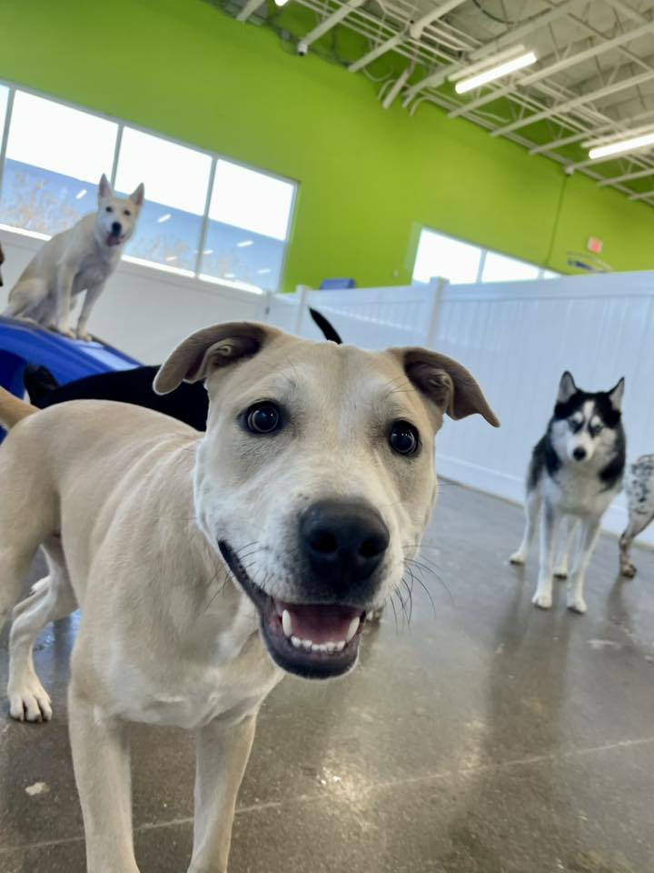 Hounds Town Henderson Henderson