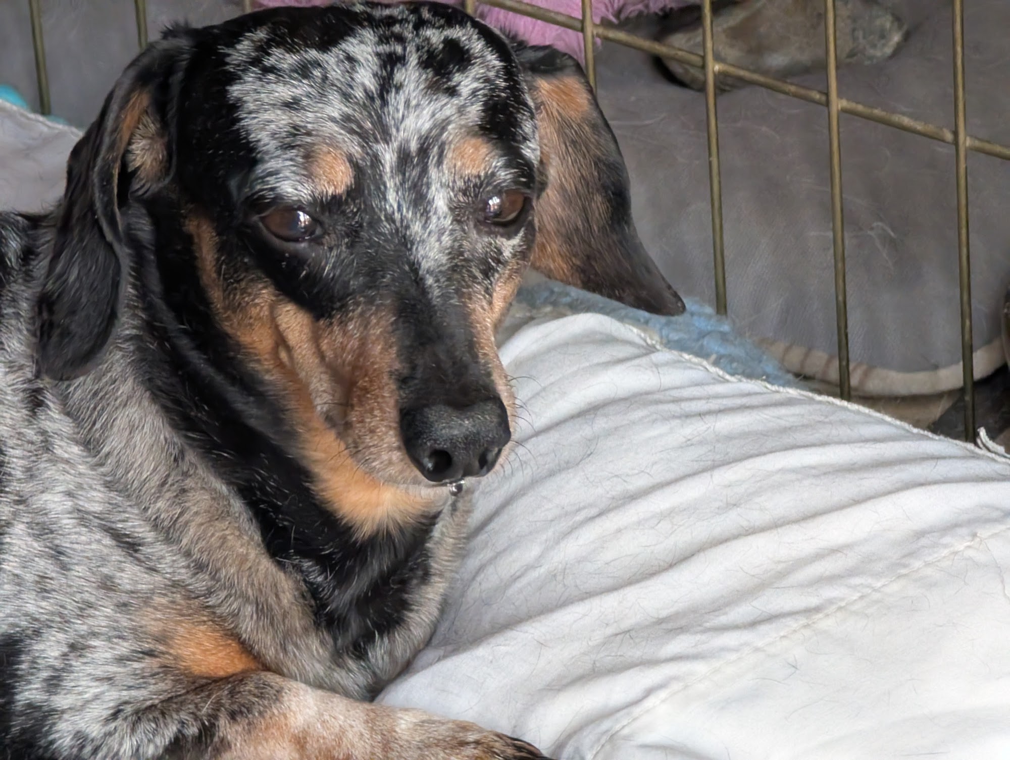 DOuGTrainer Henderson