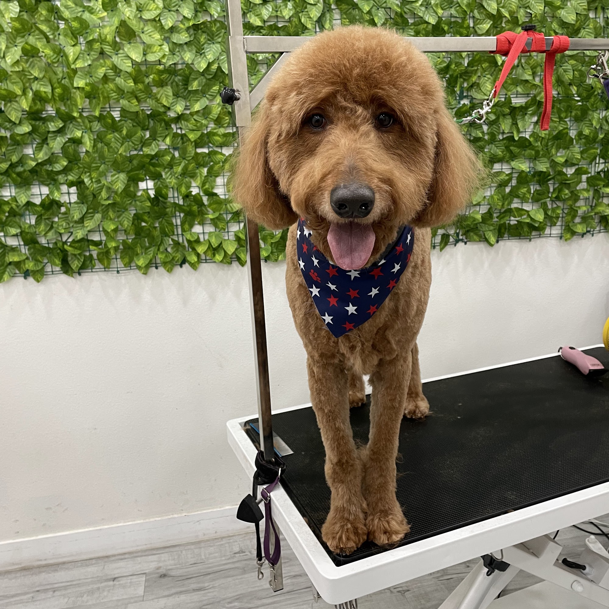 Fluffy Home Henderson