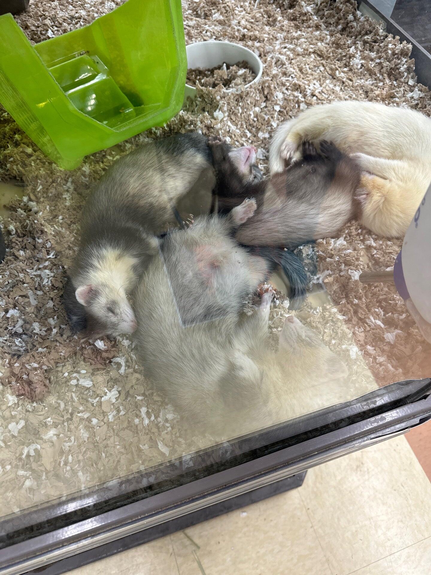 Just Food For Dogs Henderson