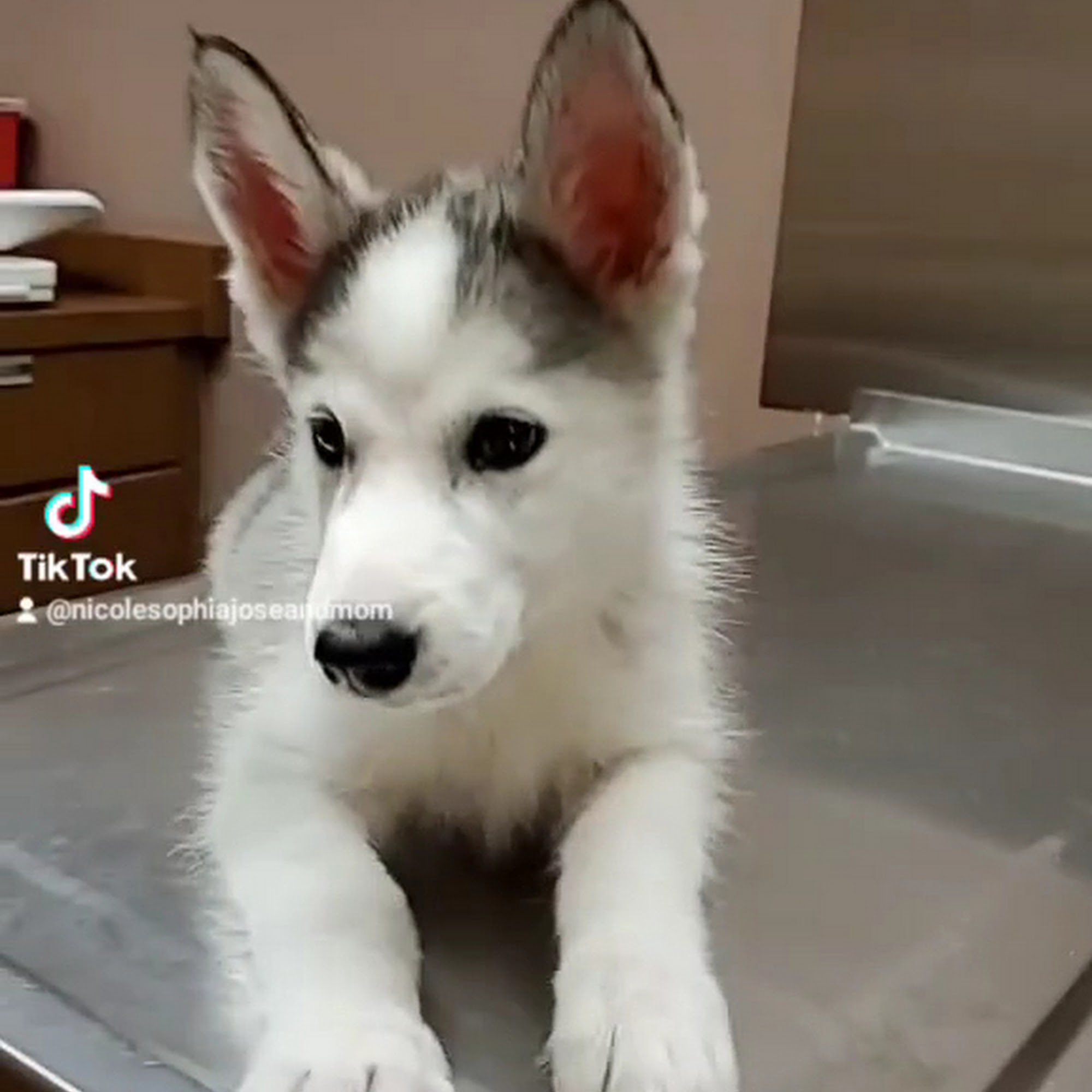 Northeast Animal Hospital Las Vegas