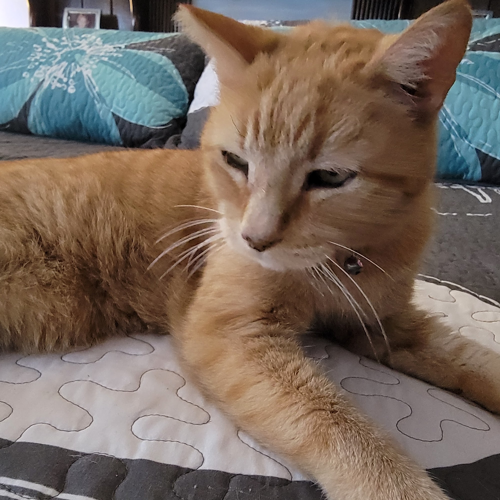 Mauer Animal Clinic Las Vegas