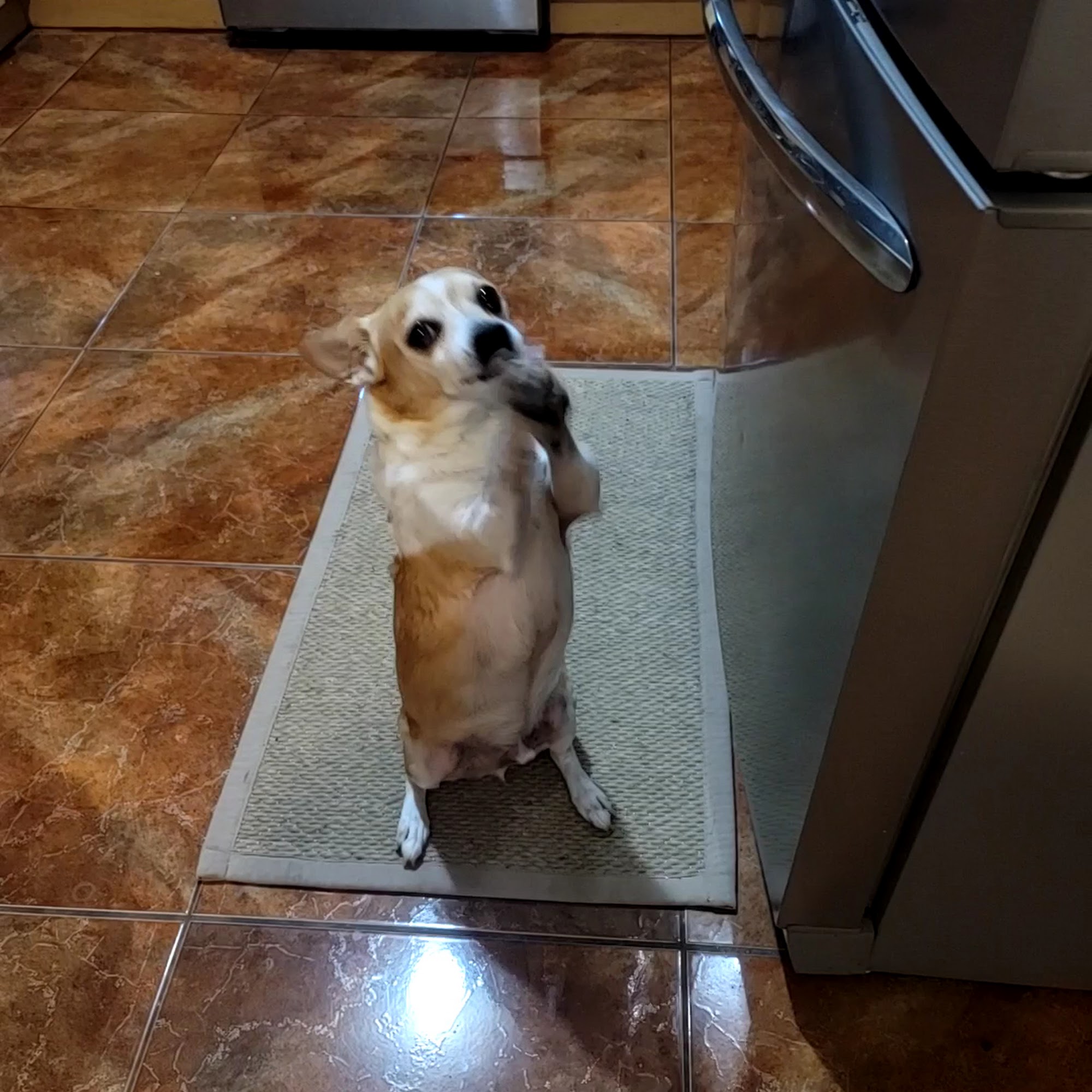 Cheyenne Tonopah Animal Hospital Las Vegas