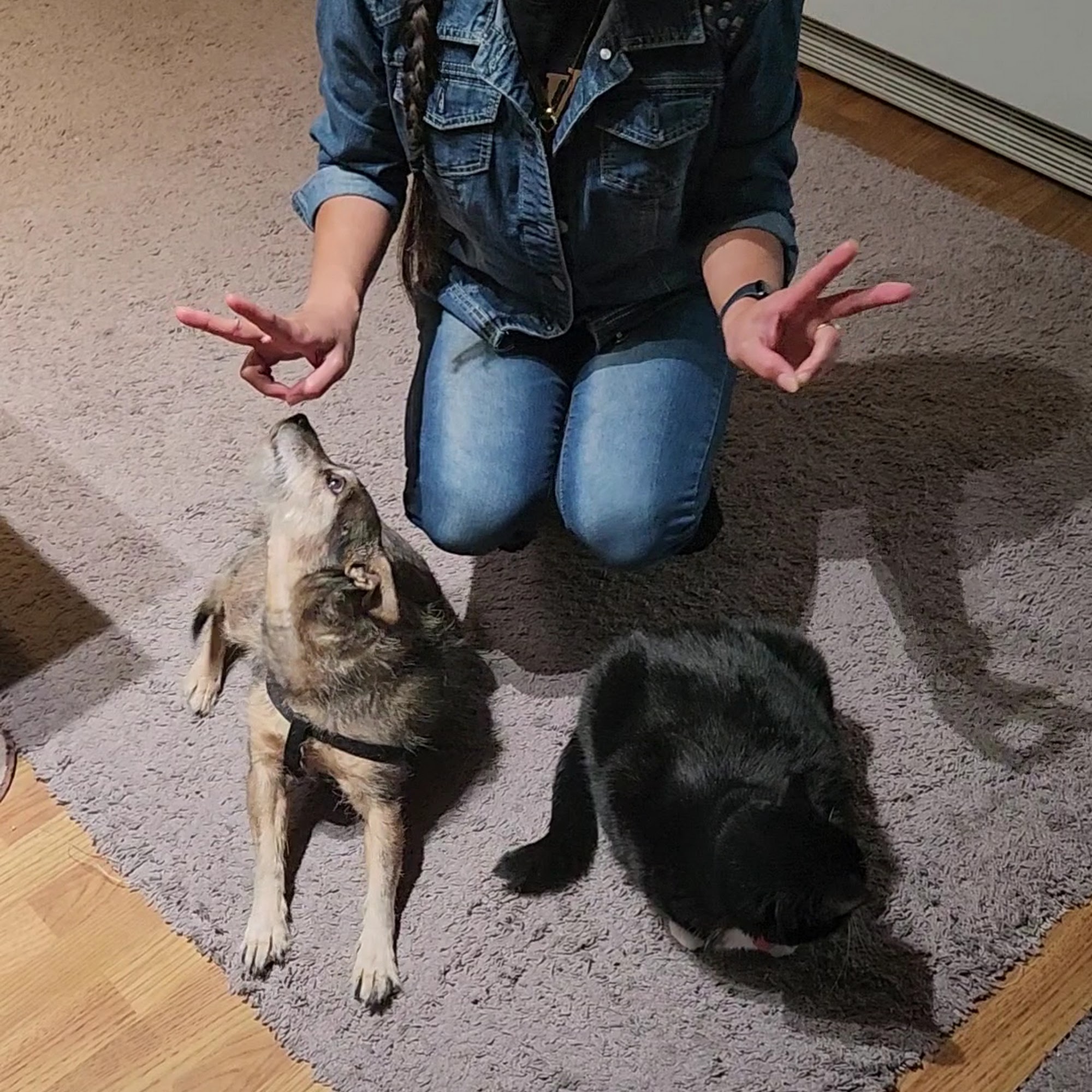 Dewey Veterinary Medical Center Las Vegas