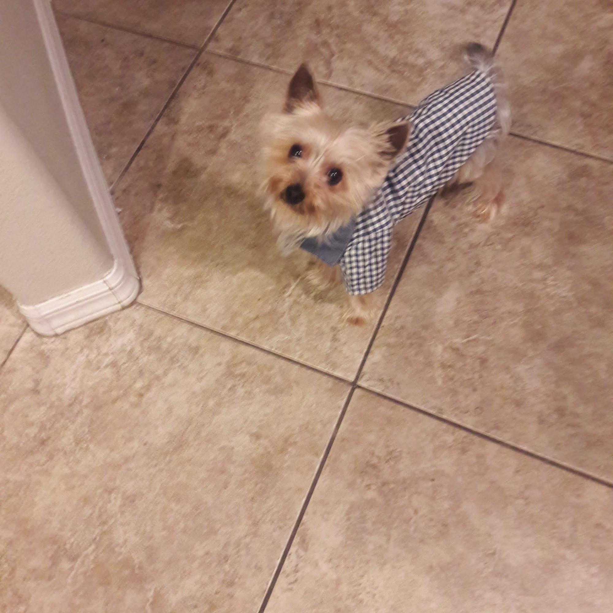 Cheyenne West Animal Hospital Las Vegas