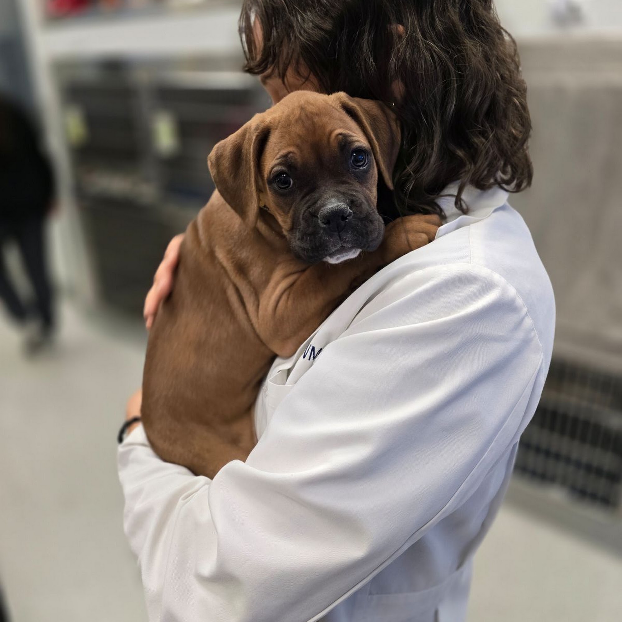 Pet Health Animal Hospital Las Vegas