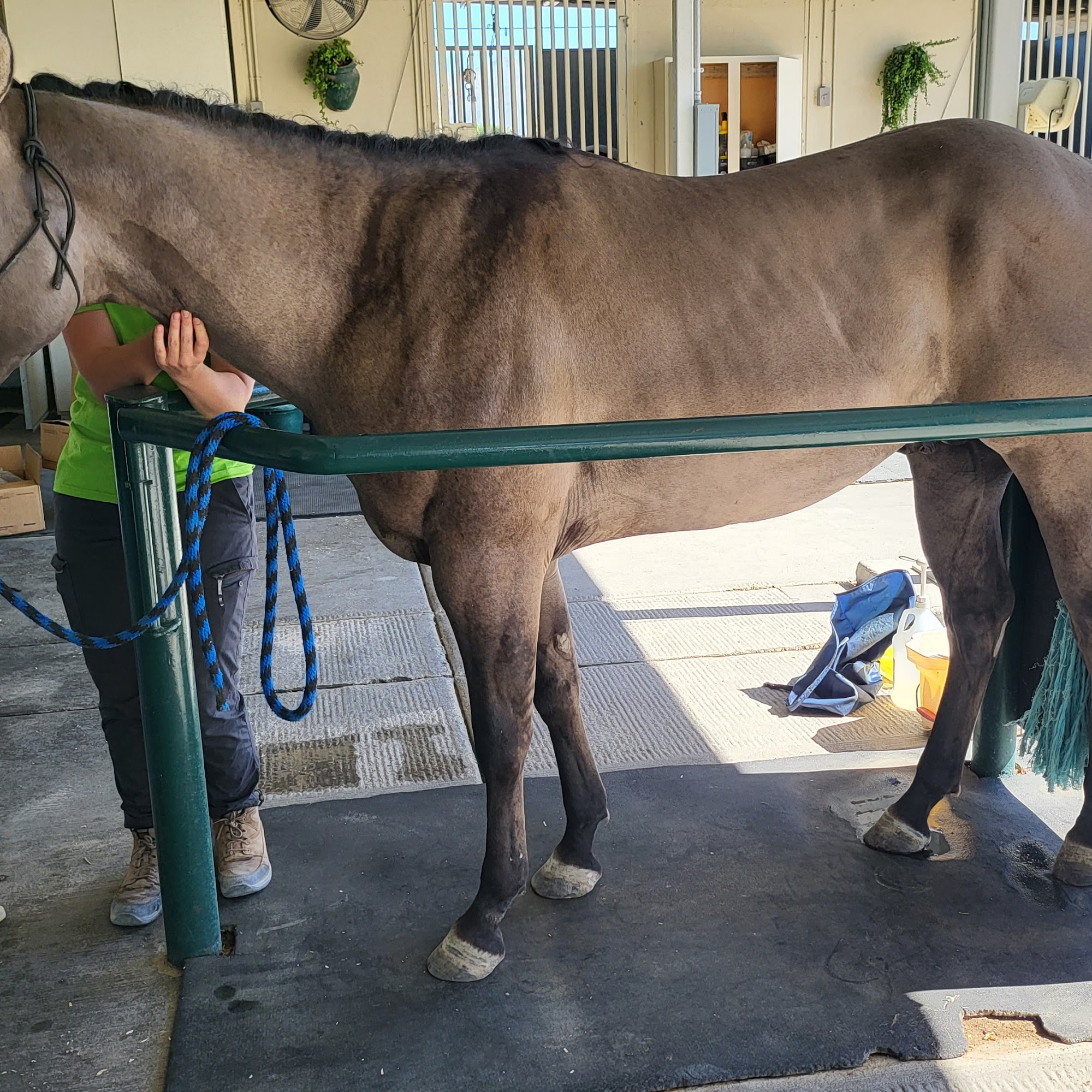 Desert Pines Equine Center Las Vegas