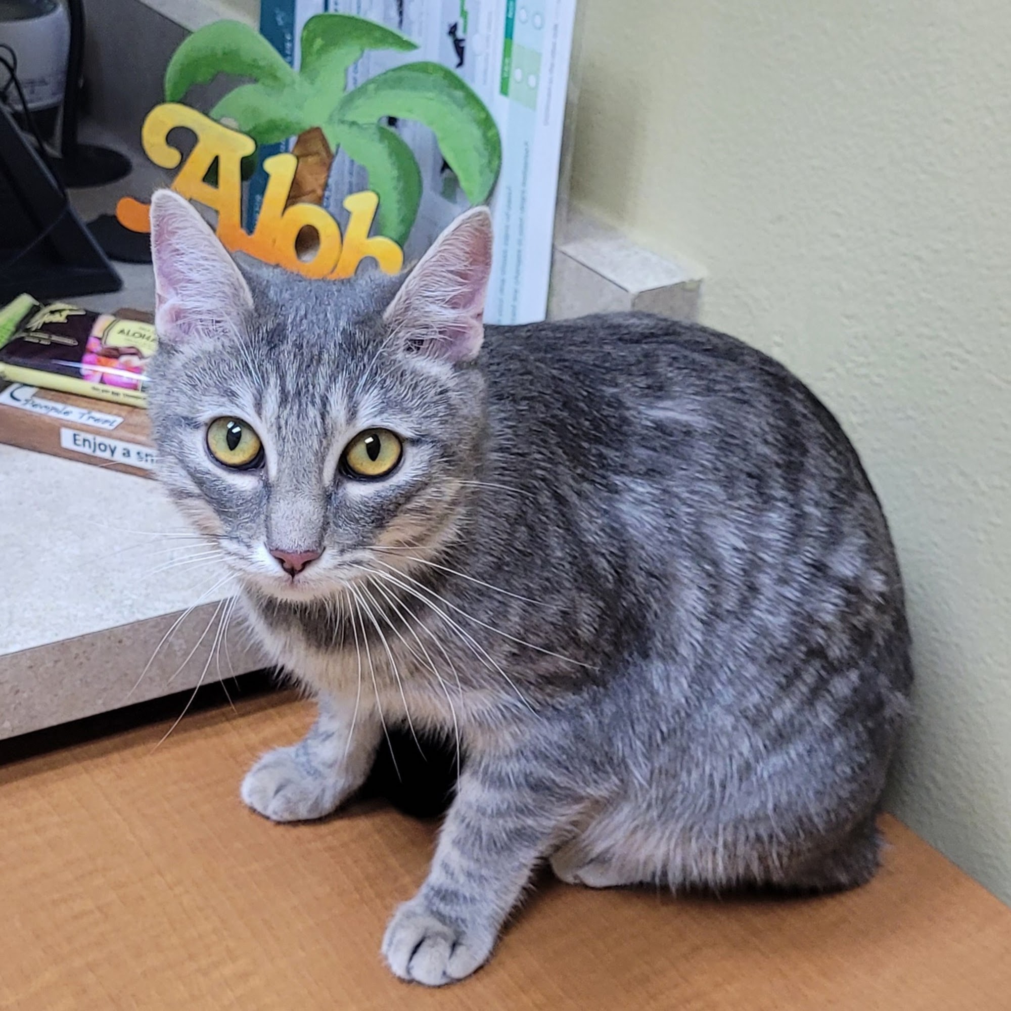 Aloha Animal Hospital Las Vegas