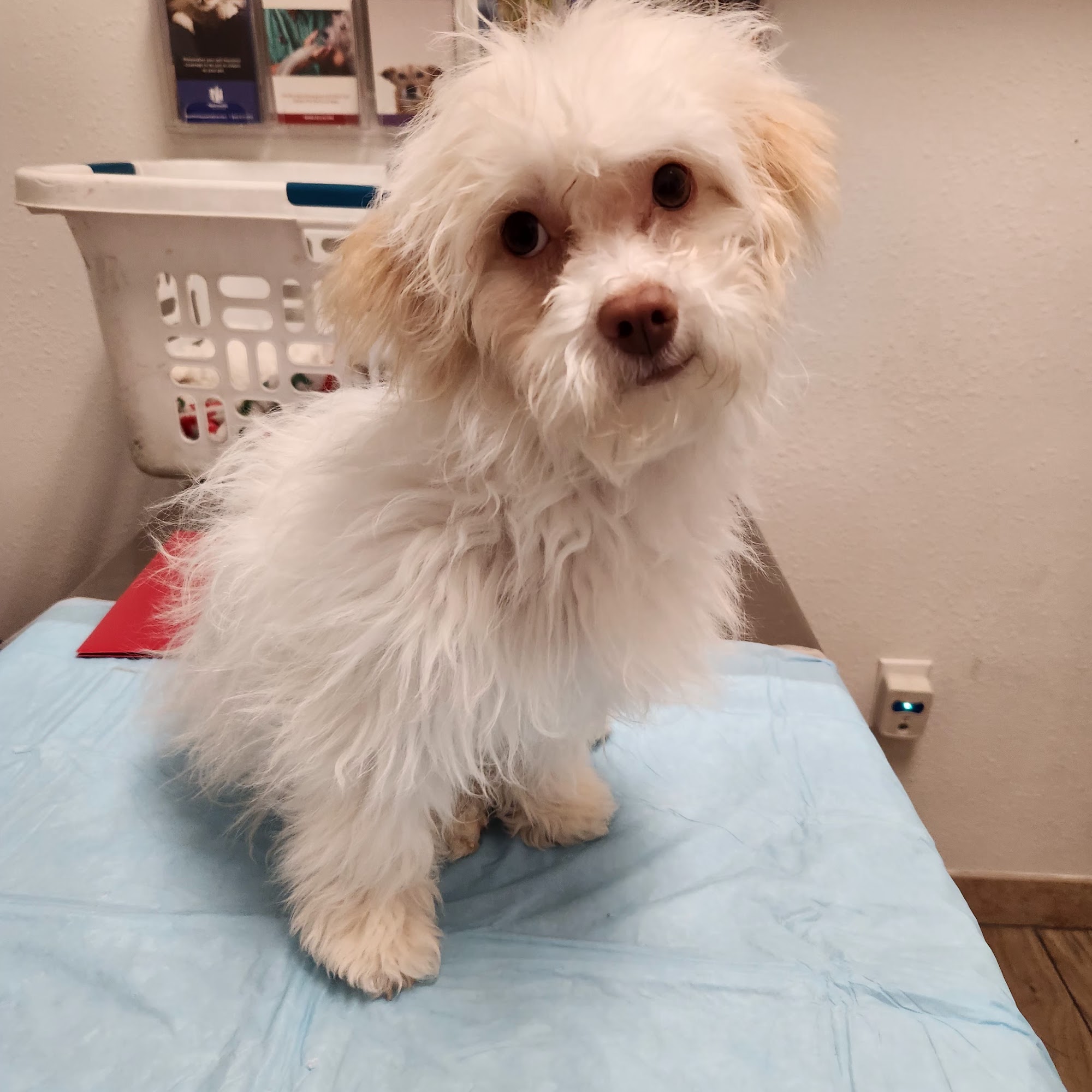 Advanced Animal Care Hospital Las Vegas